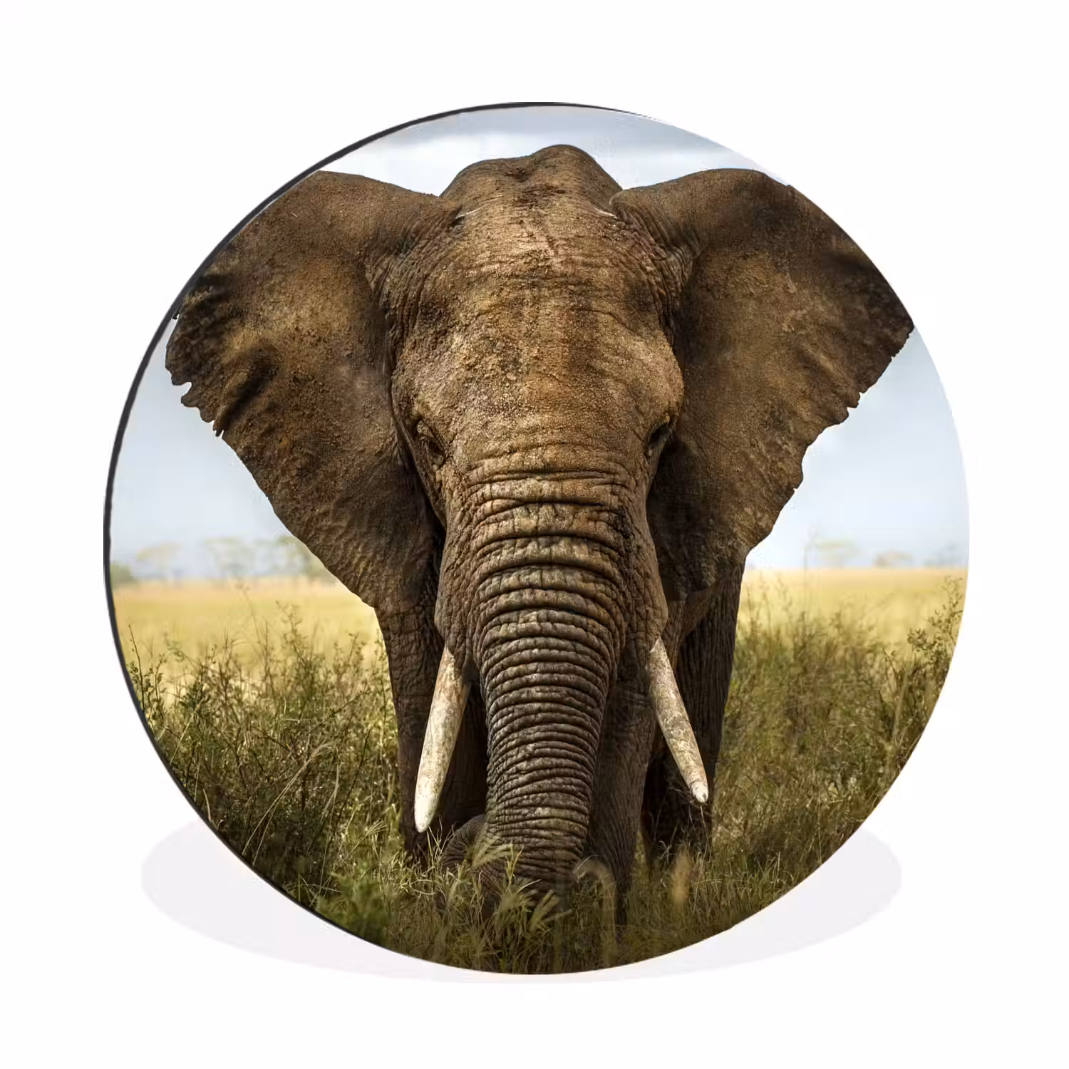 Olifant - Natuur - Gras - Dieren - Landschap Wandcirkel aluminium klein -3d