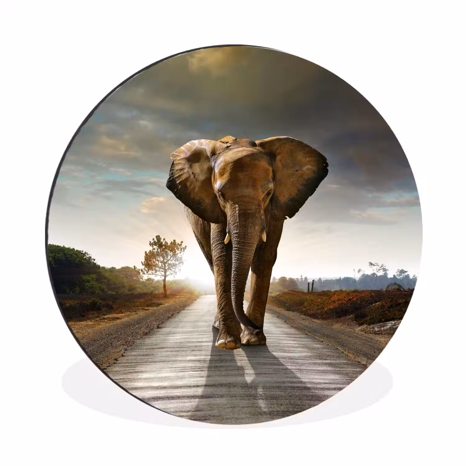 Olifant - Weg - Dieren - Zonsondergang - Landschap Wandcirkel aluminium klein -3d