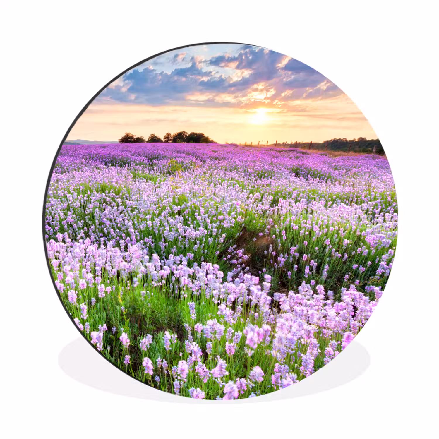 Lavendel - Bloemen - Zonsondergang - Paars - Weide Wandcirkel aluminium klein -3d