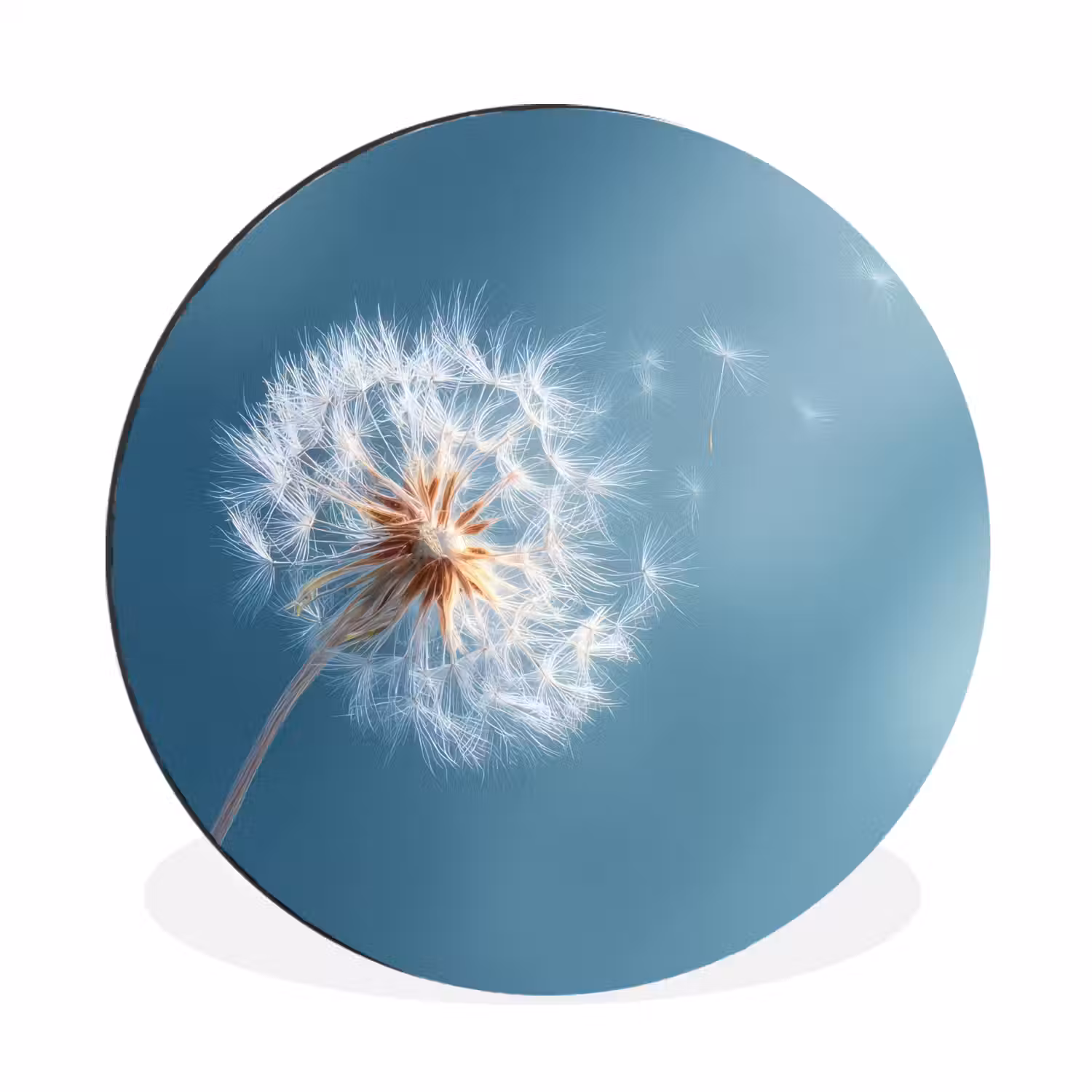 Paardenbloem - Wind - Blauw Wandcirkel aluminium klein -3d