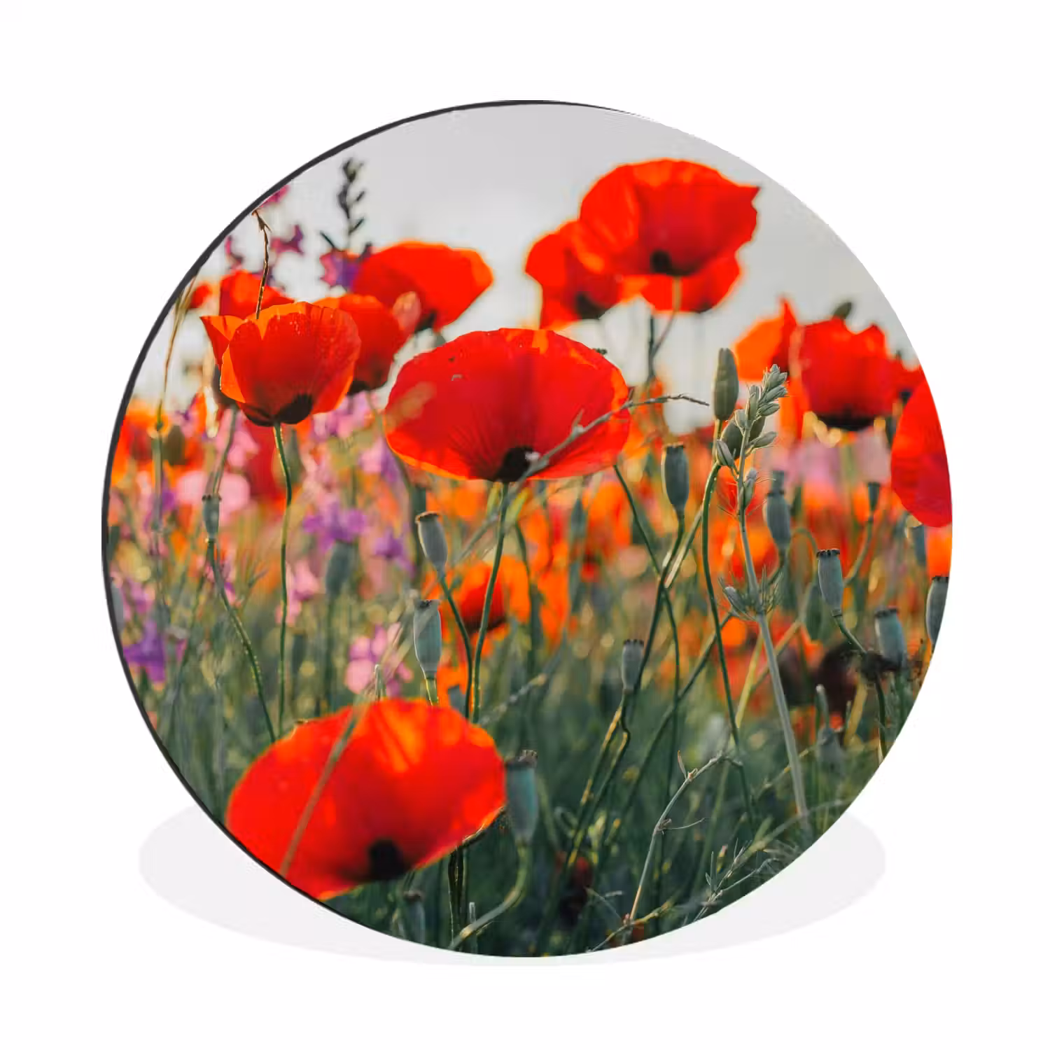 Klaproos - Bloemen - Rood - Paars - Weide Wandcirkel aluminium klein -3d