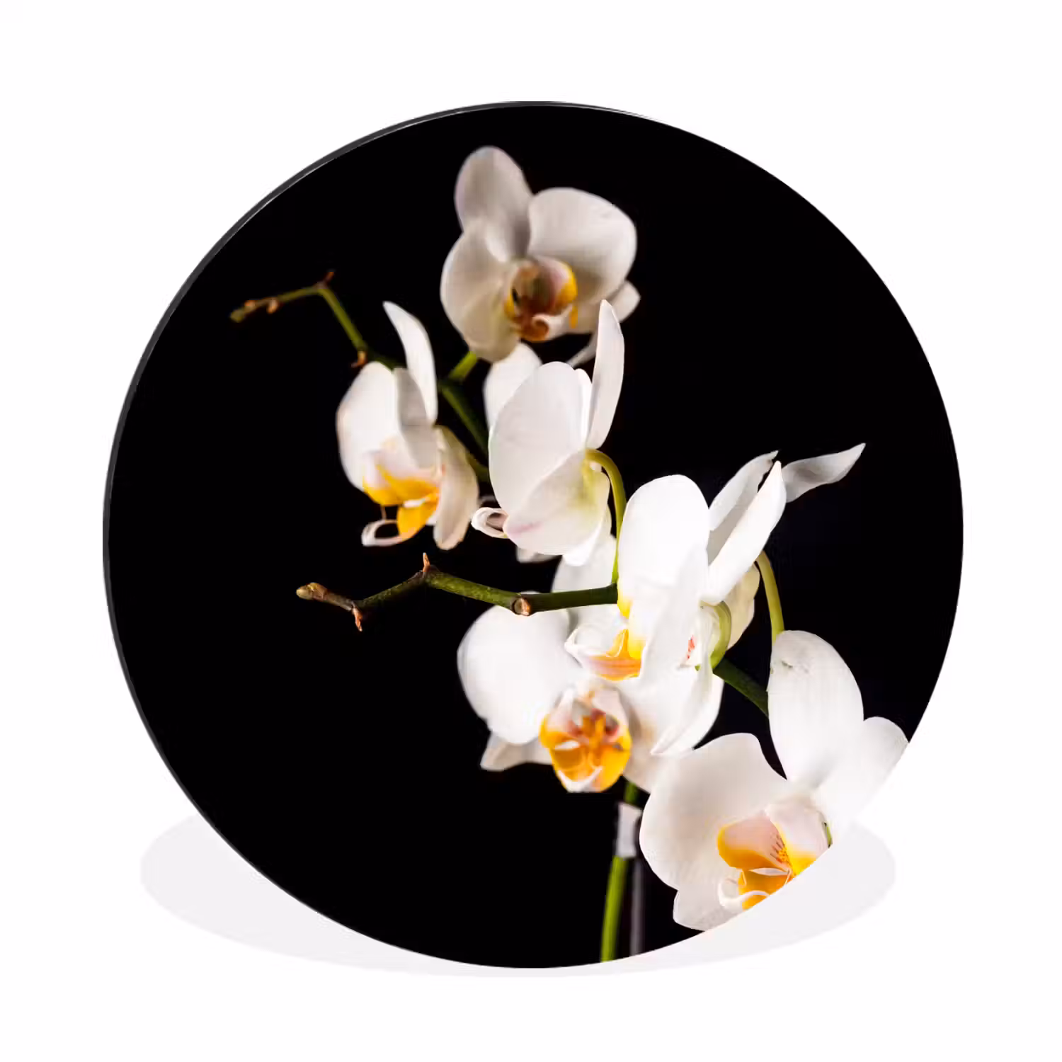 Orchidee - Bloemen - Planten - Botanisch Wandcirkel aluminium klein -3d