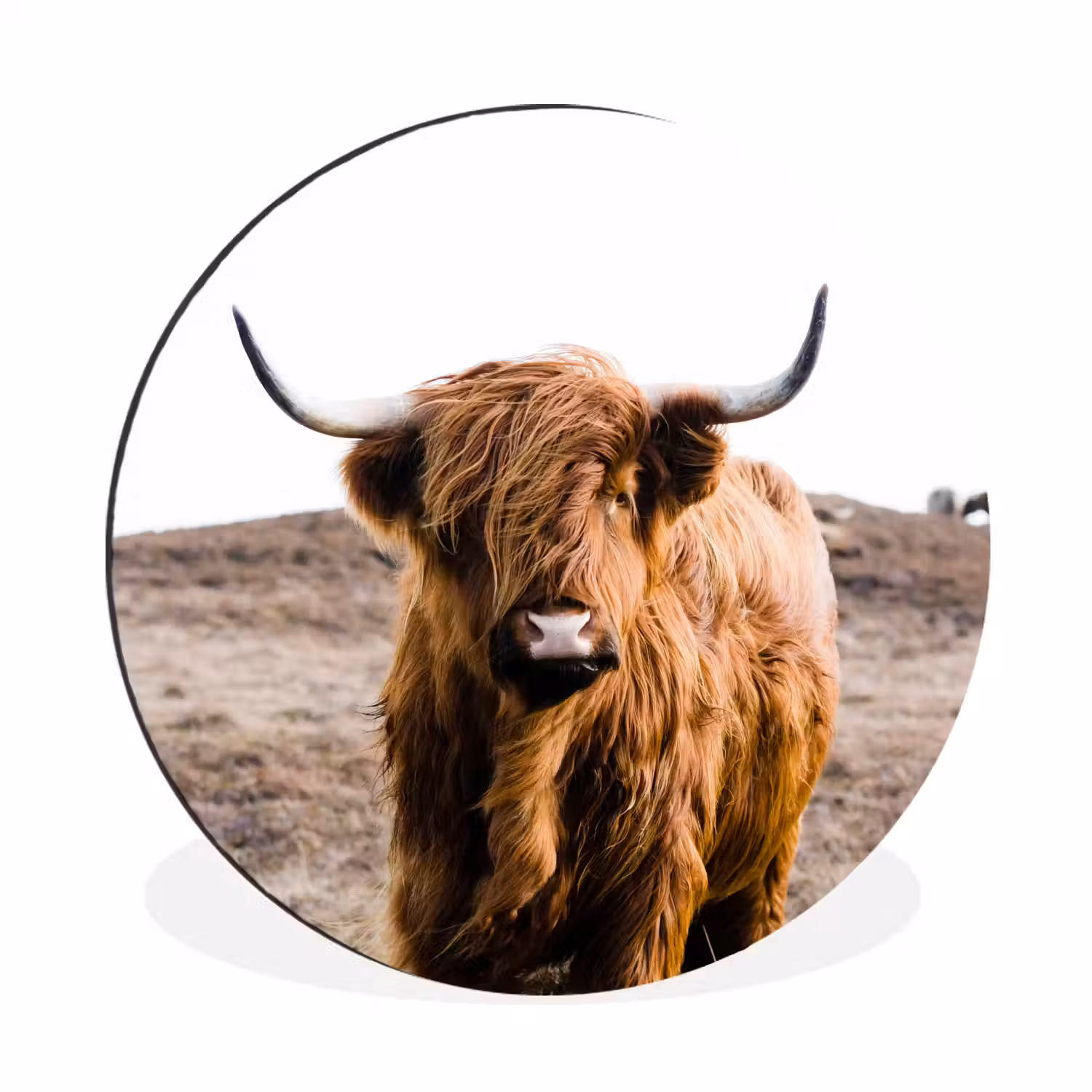 Schotse hooglander - Landschap - Koe - Bruin - Dieren - Natuur Wandcirkel aluminium klein -3d