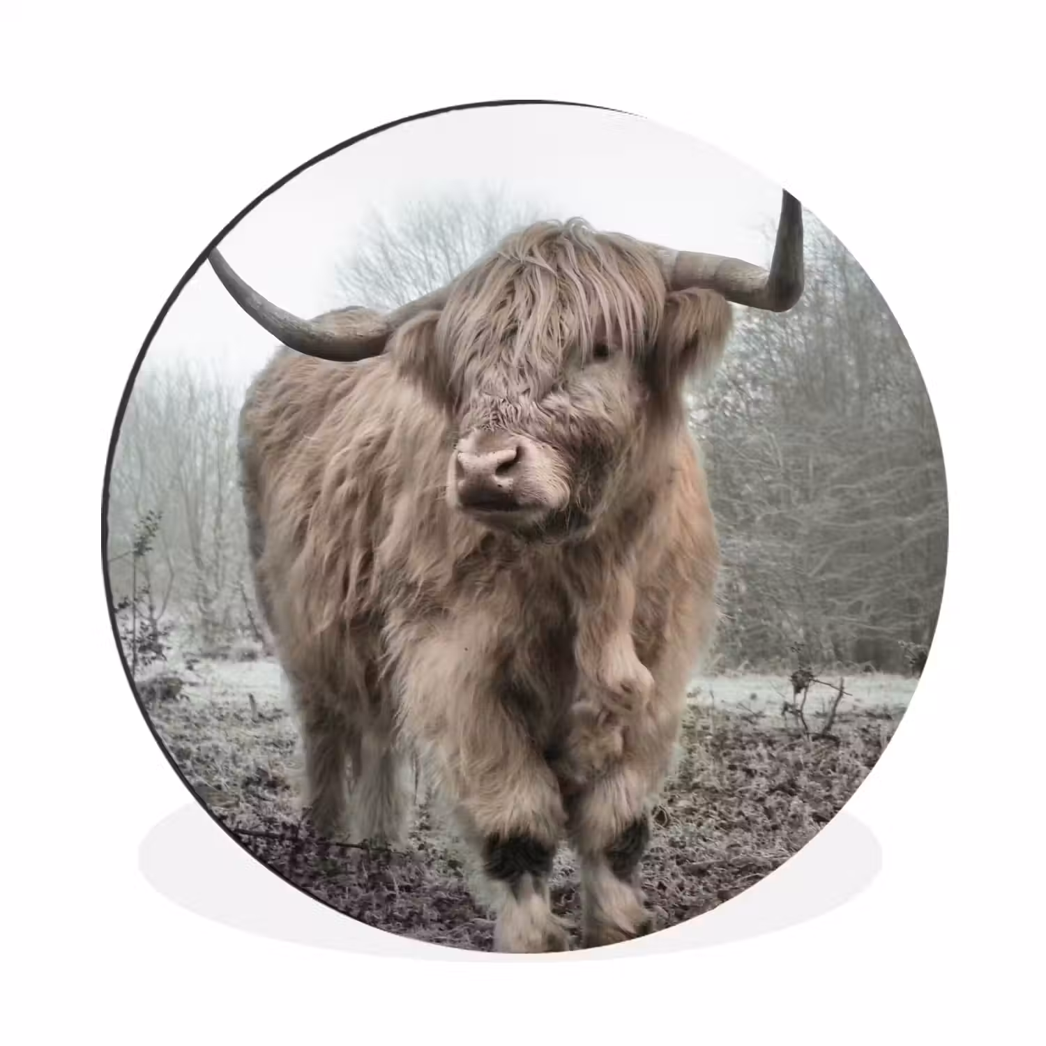 Schotse hooglander - Natuur - Herfst - Dieren - Wild - Bos Wandcirkel aluminium klein -3d