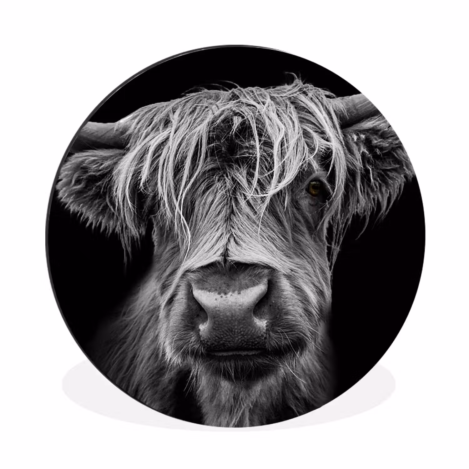 Schotse Hooglander - Horens - Zwart - Wit - Koe - Wild - Dieren Wandcirkel aluminium klein -3d