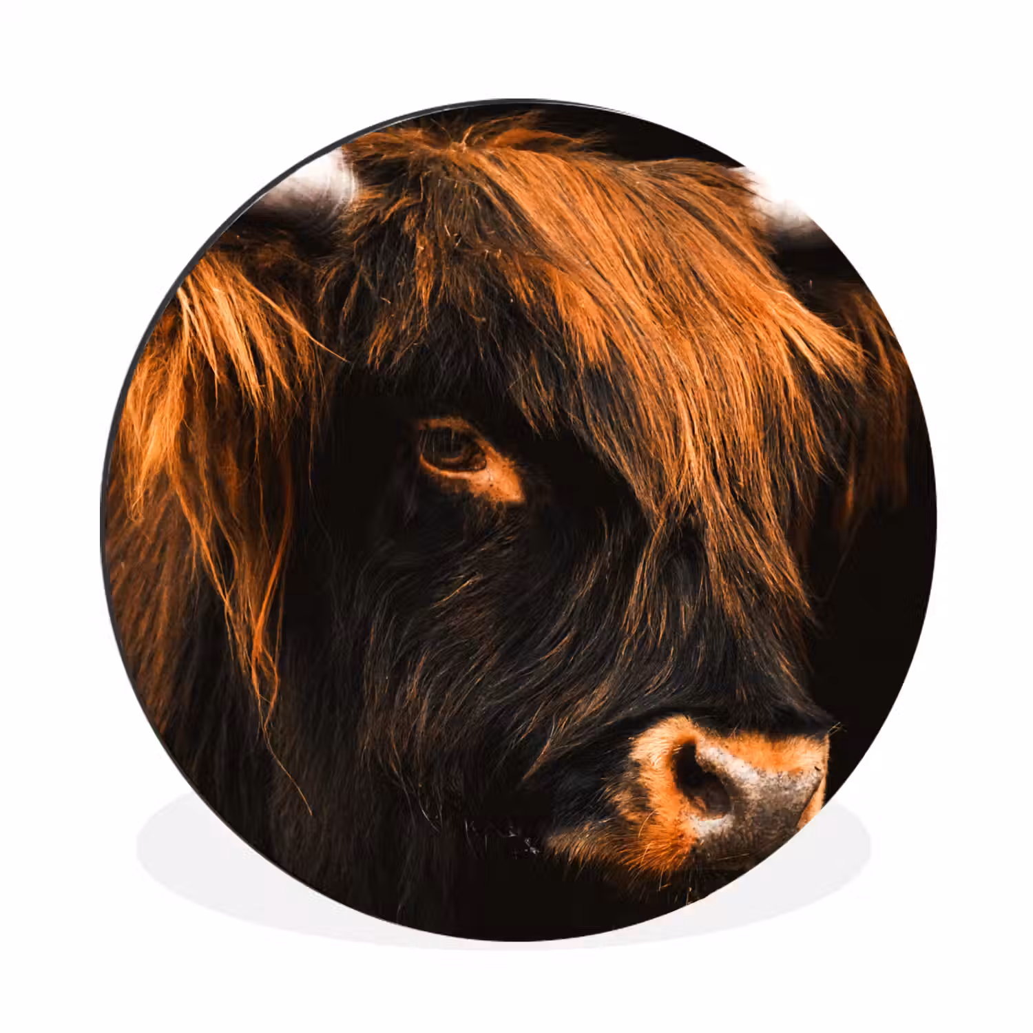 Schotse hooglander - Zwart - Koe - Hoorn - Dieren Wandcirkel aluminium klein -3d