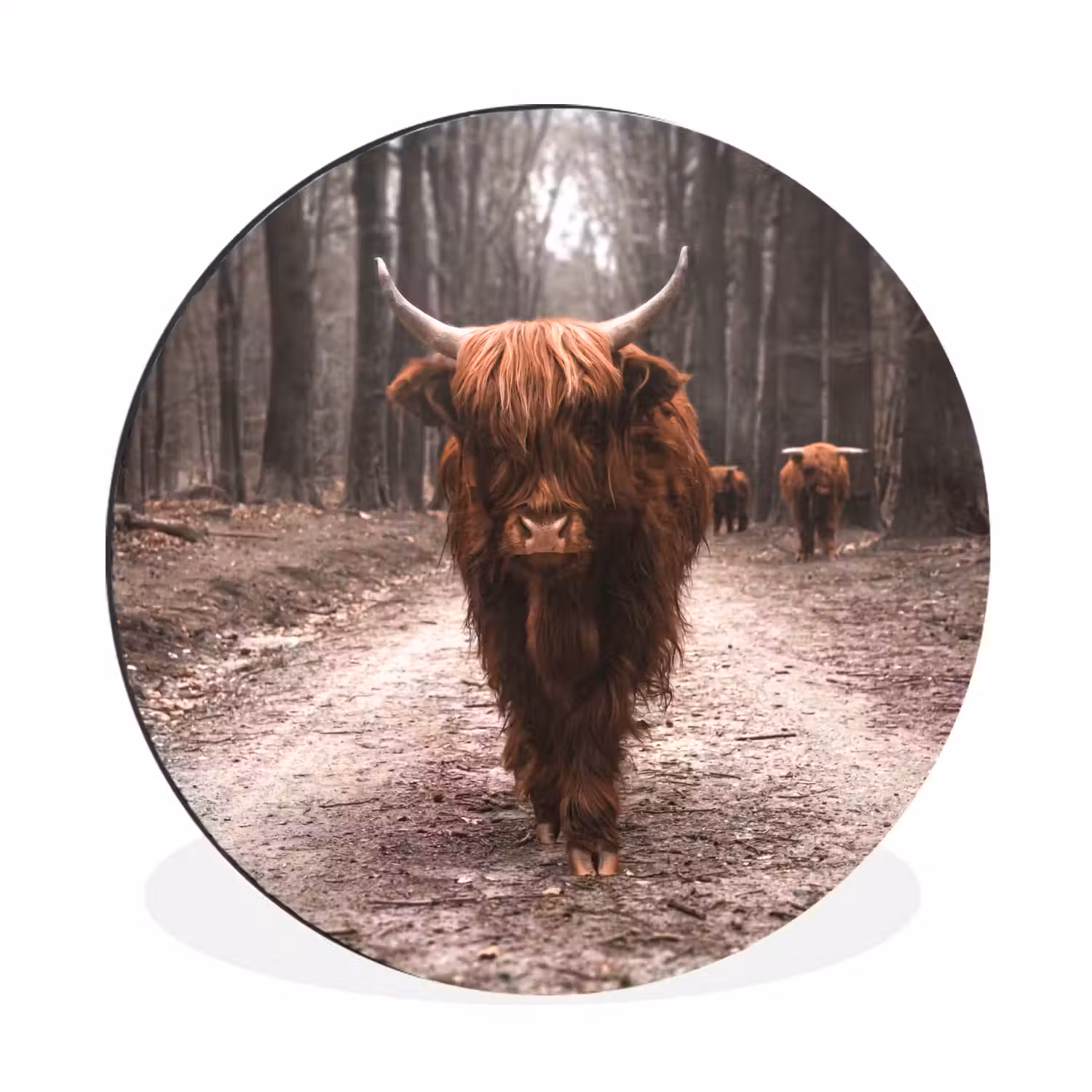 Schotse hooglander - Bos - Koe - Dieren - Natuur Wandcirkel aluminium klein -3d