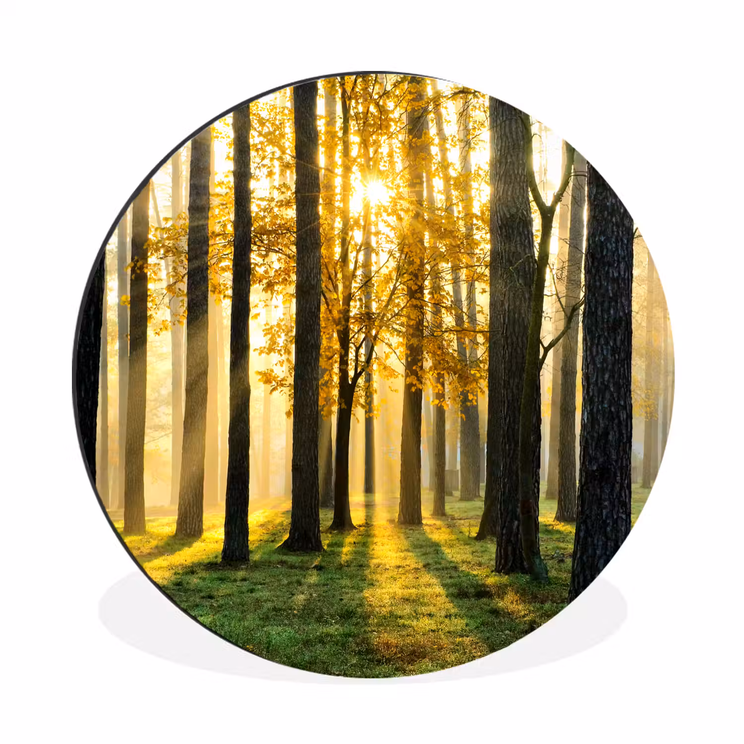 Bos - Zon - Bomen - gras - Landschap Wandcirkel aluminium klein -3d