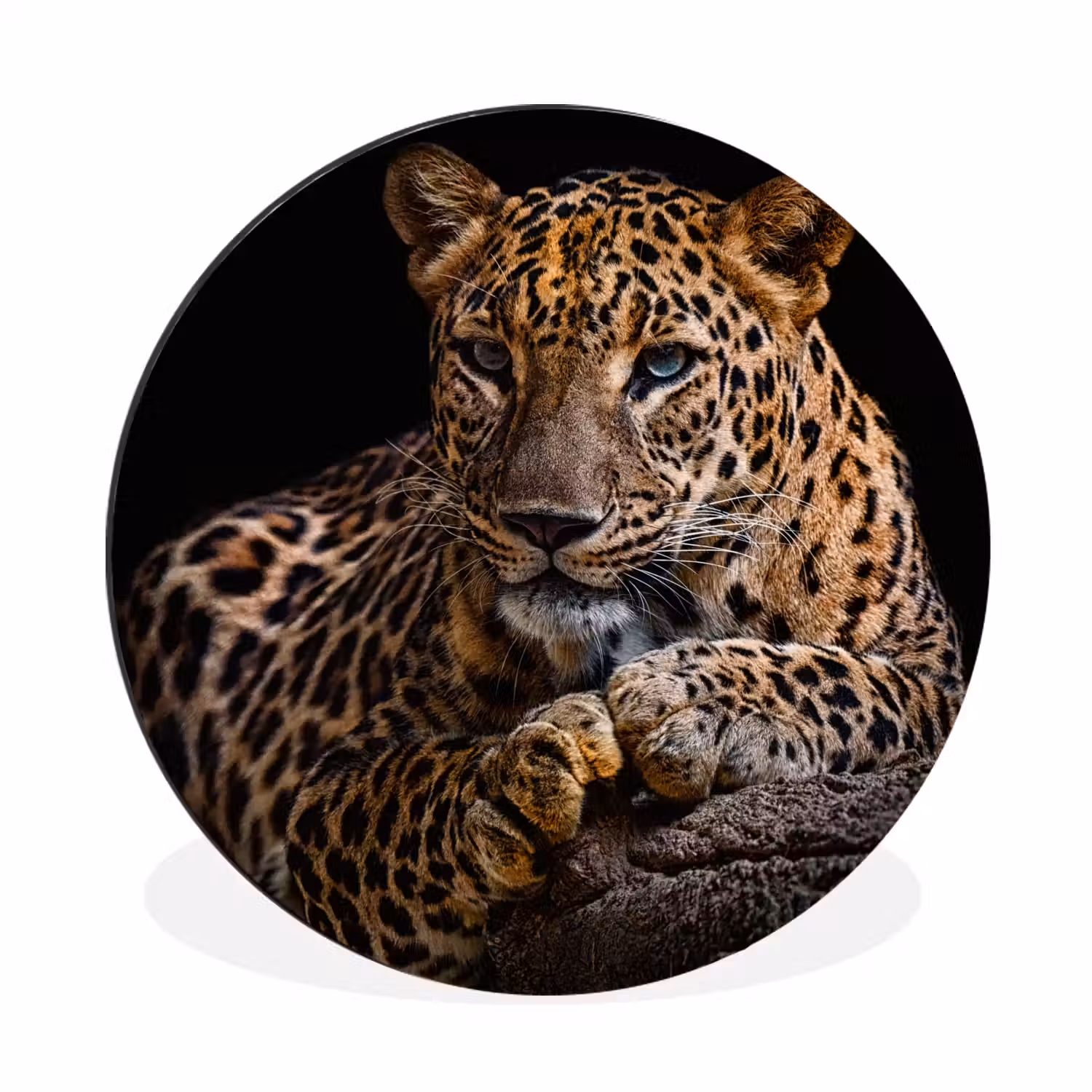 Wilde dieren - Panter - Portret - Zwart - Dieren Wandcirkel aluminium klein -3d