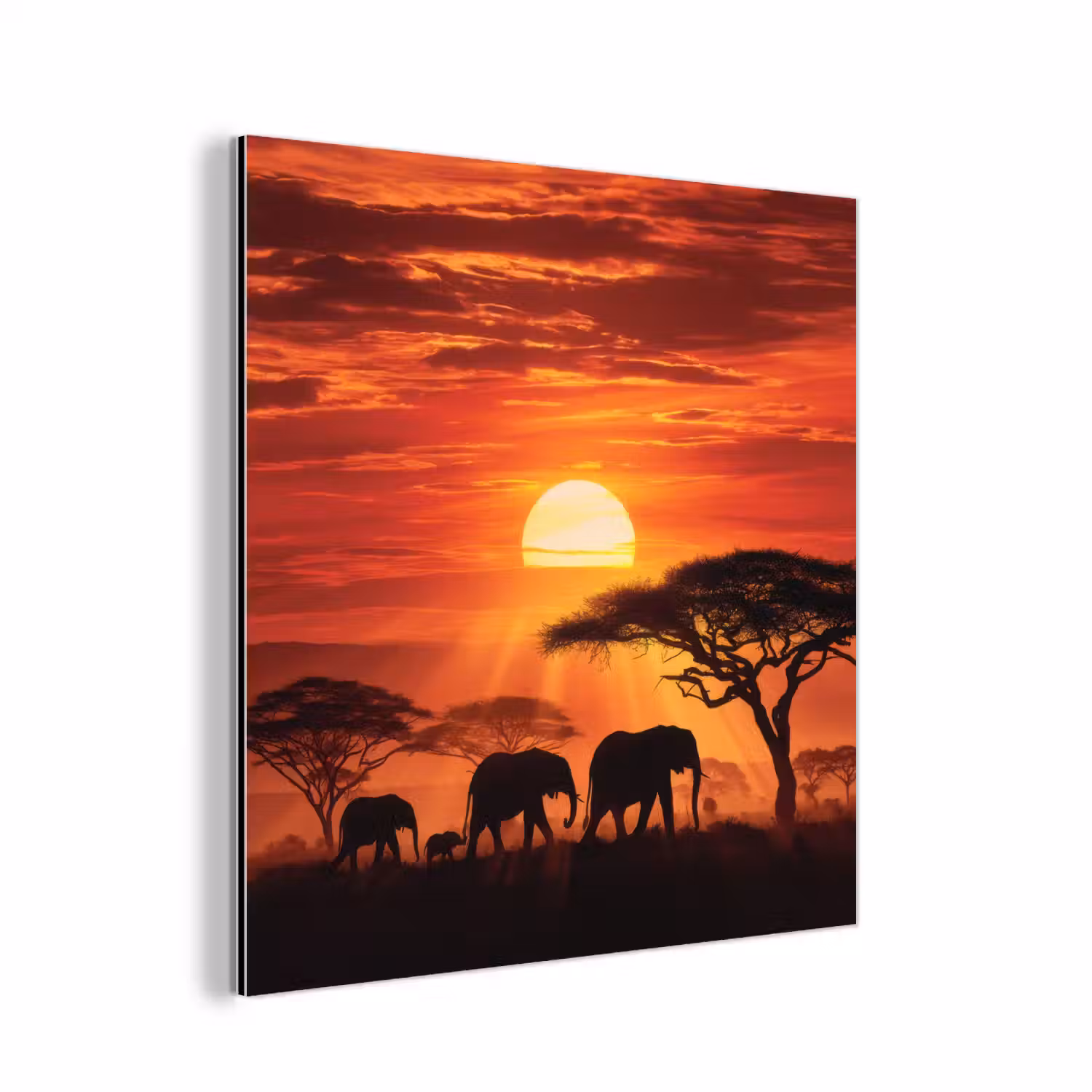 Savanne - Olifanten - Zonsondergang aluminium wit klein -3d