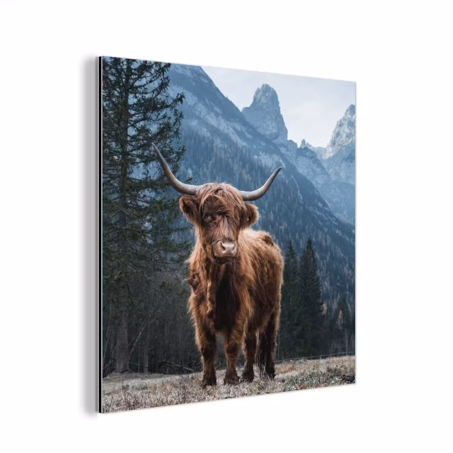 Schotse hooglander - Berg - Landschap - Bomen - Koe - Natuur aluminium wit klein -3d
