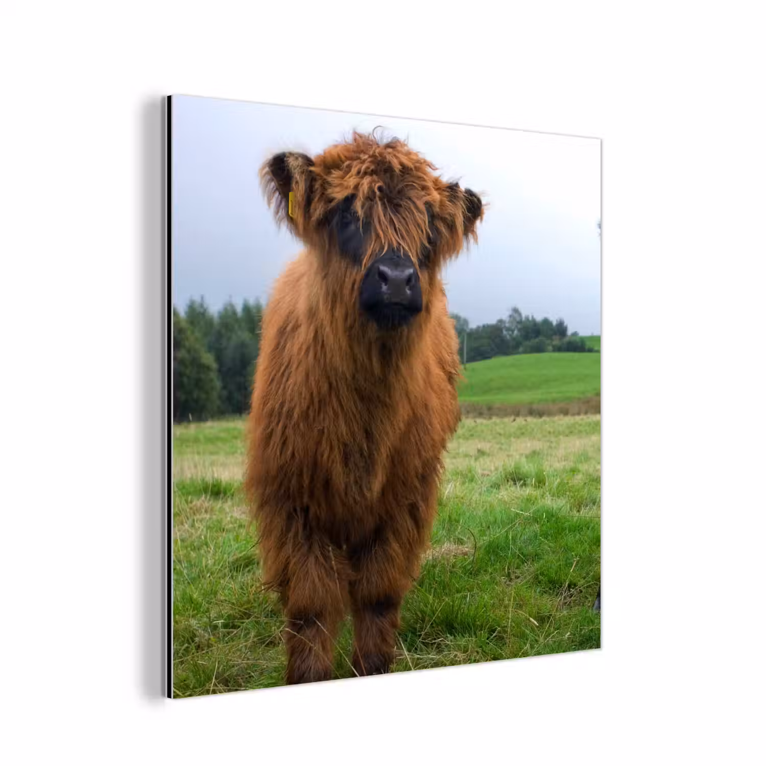 Schotse hooglander - Koeien - Natuur - Groen - Gras aluminium wit klein -3d