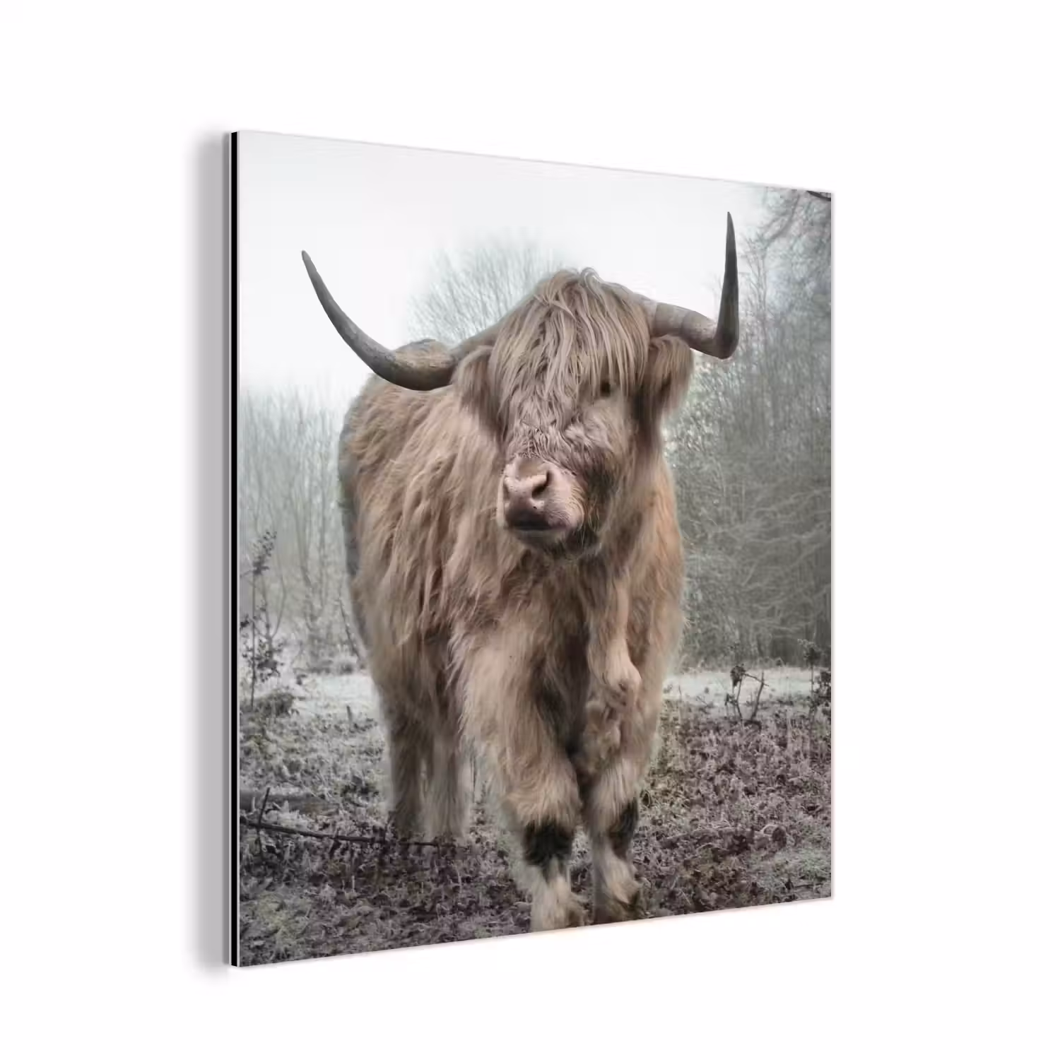 Schotse hooglander - Natuur - Herfst - Dieren - Wild - Bos aluminium wit klein -3d