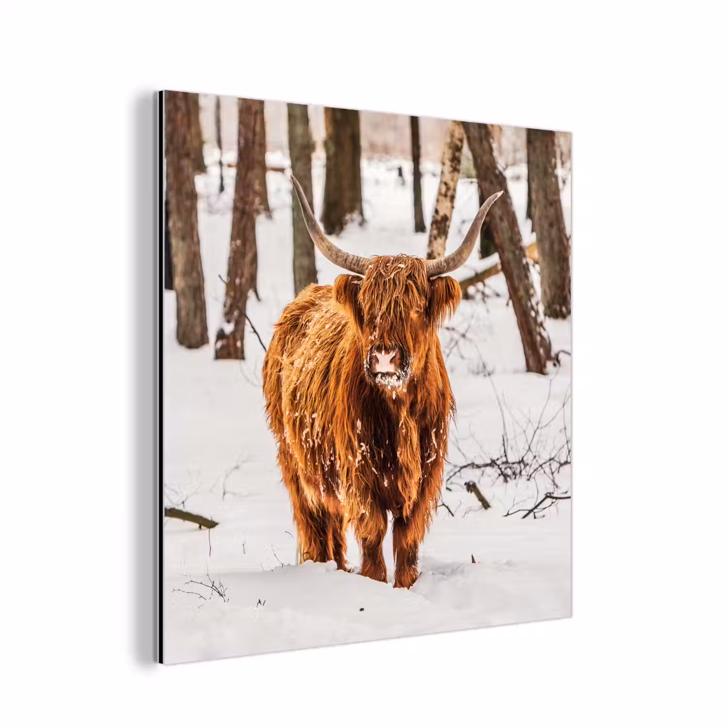 Schotse Hooglander - Sneeuw - Winter - Natuur - Dieren aluminium wit klein -3d