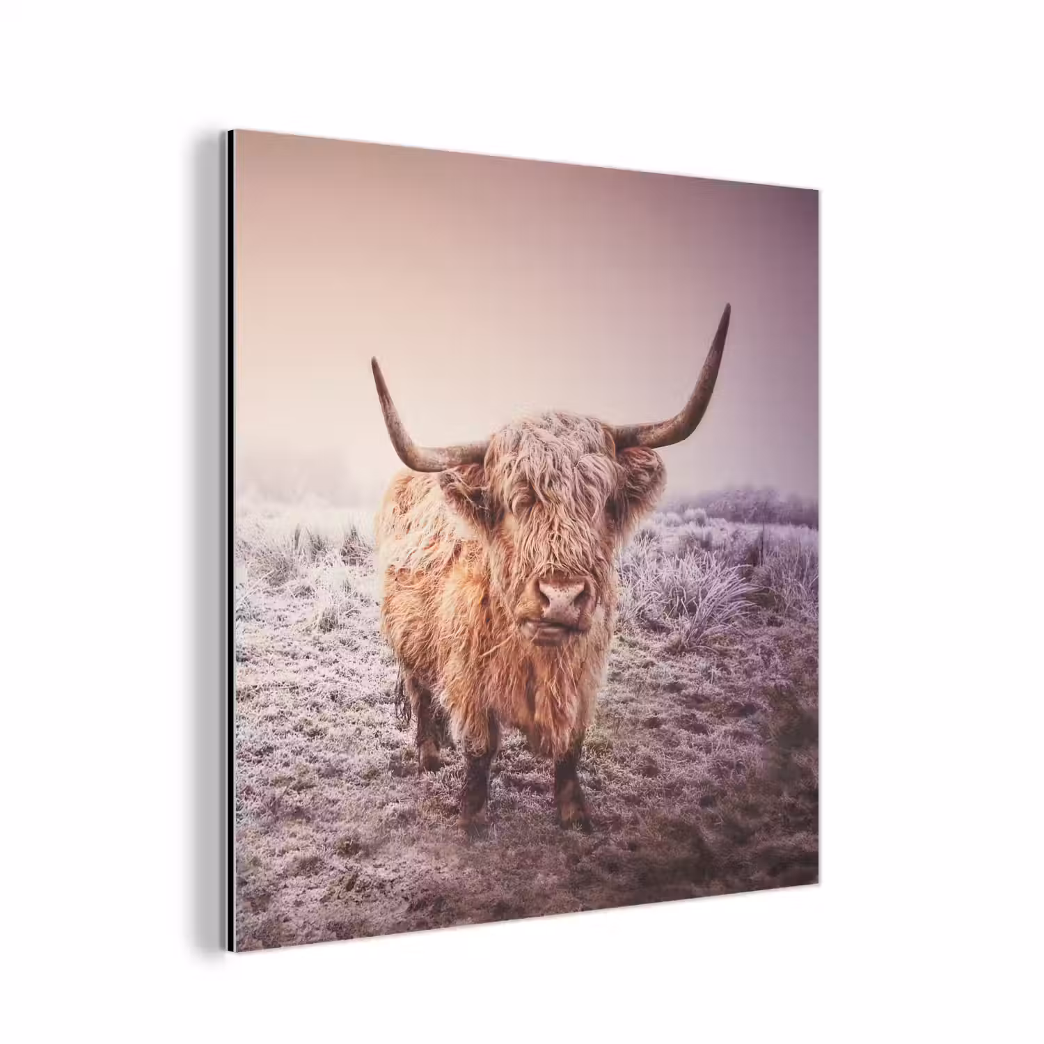 Schotse hooglanders - Licht - Lucht - Natuur aluminium wit klein -3d