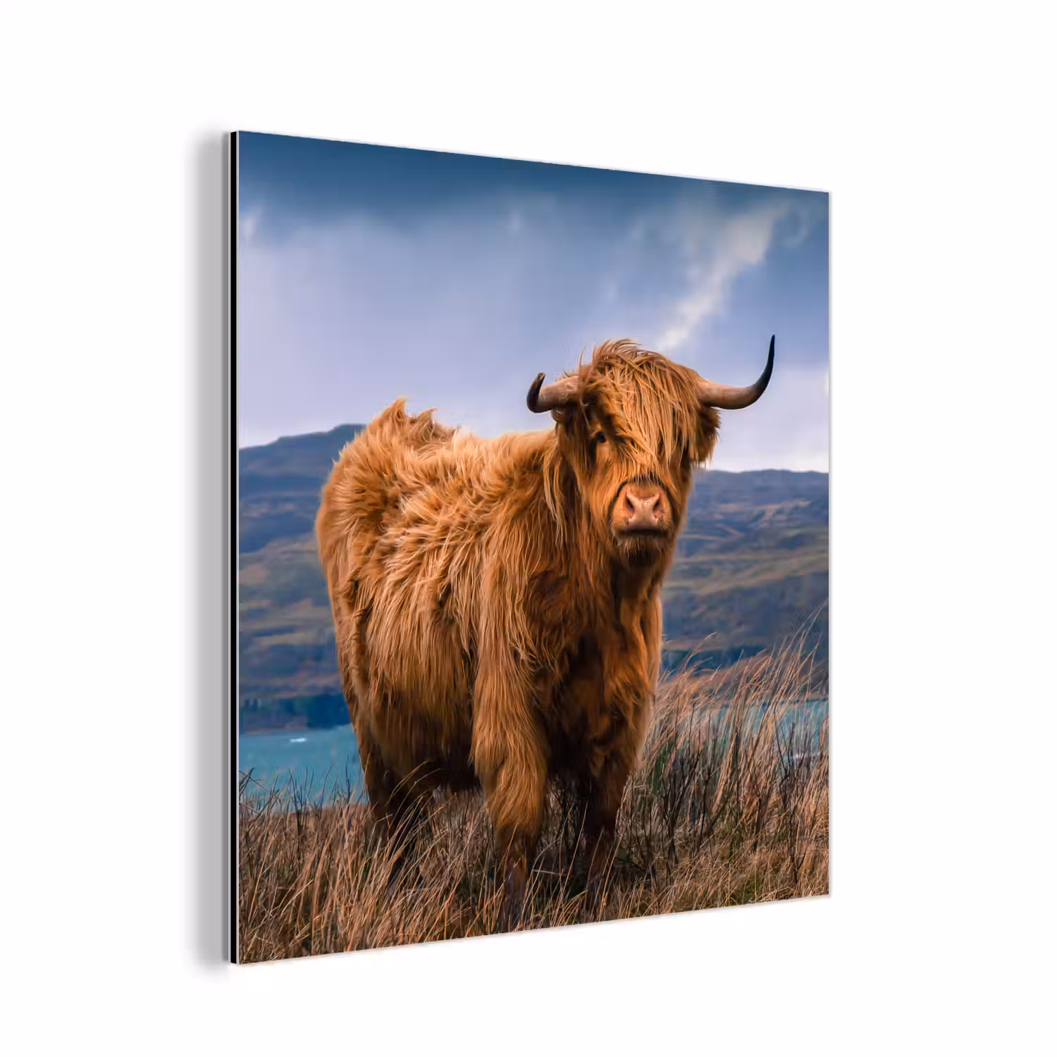 Schotse Hooglander - Berg - Water - Natuur - Koe aluminium wit klein -3d