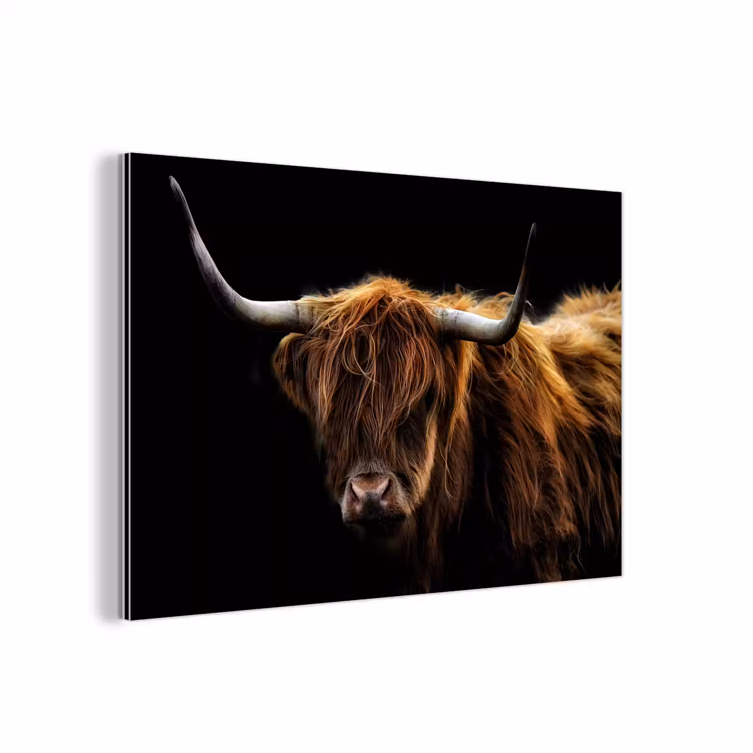 Schotse Hooglander - Horens - Zwart - Dieren - Natuur - Wild - Koe aluminium wit klein -3d