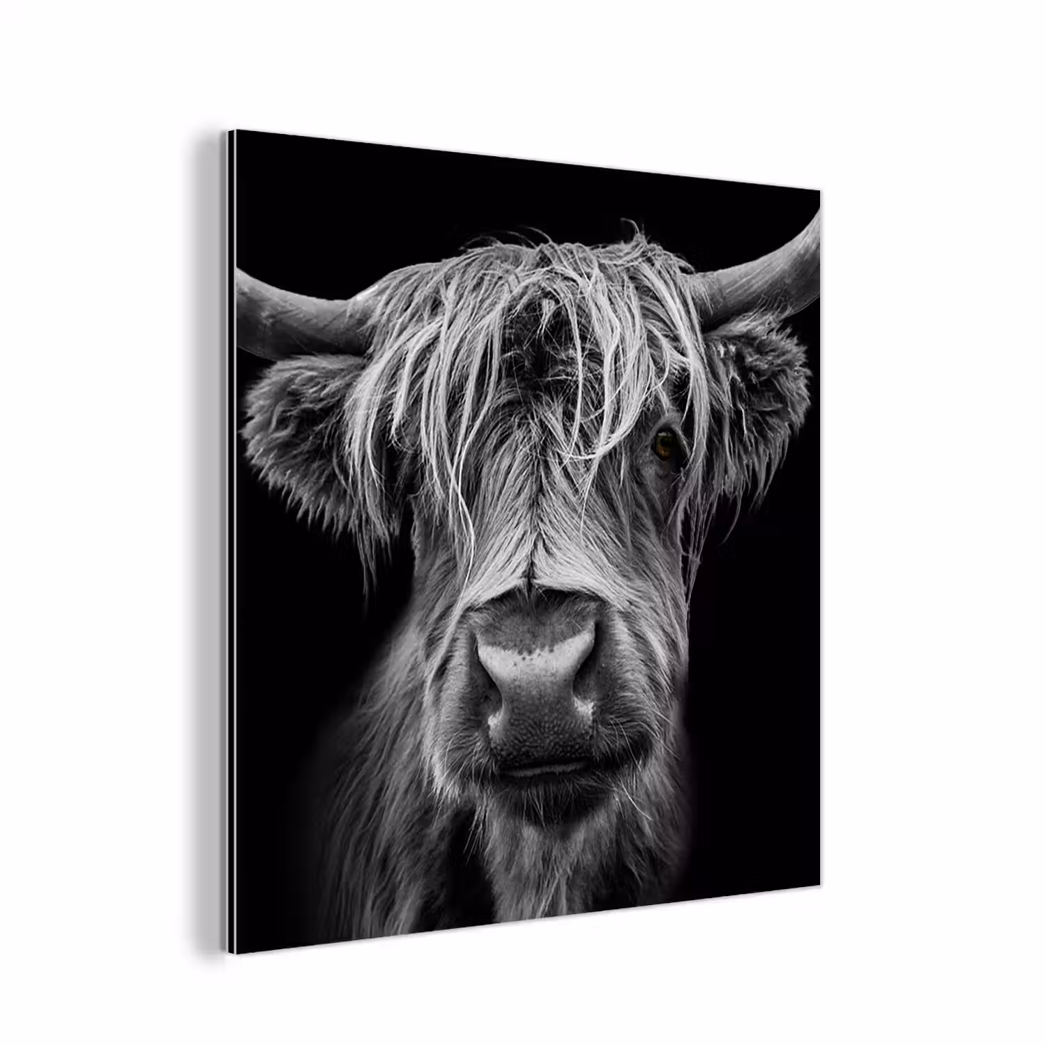 Schotse Hooglander - Horens - Zwart - Wit - Koe - Wild - Dieren aluminium wit klein -3d