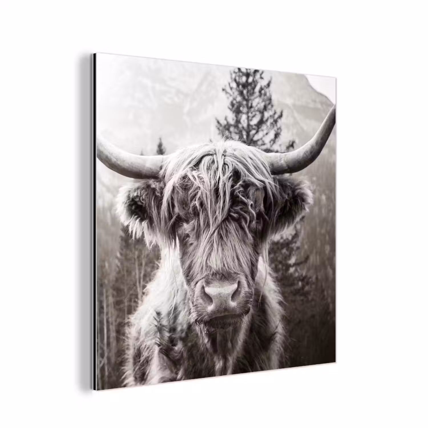 Schotse hooglander - Koe - Dieren - Zwart - Wit aluminium wit klein -3d