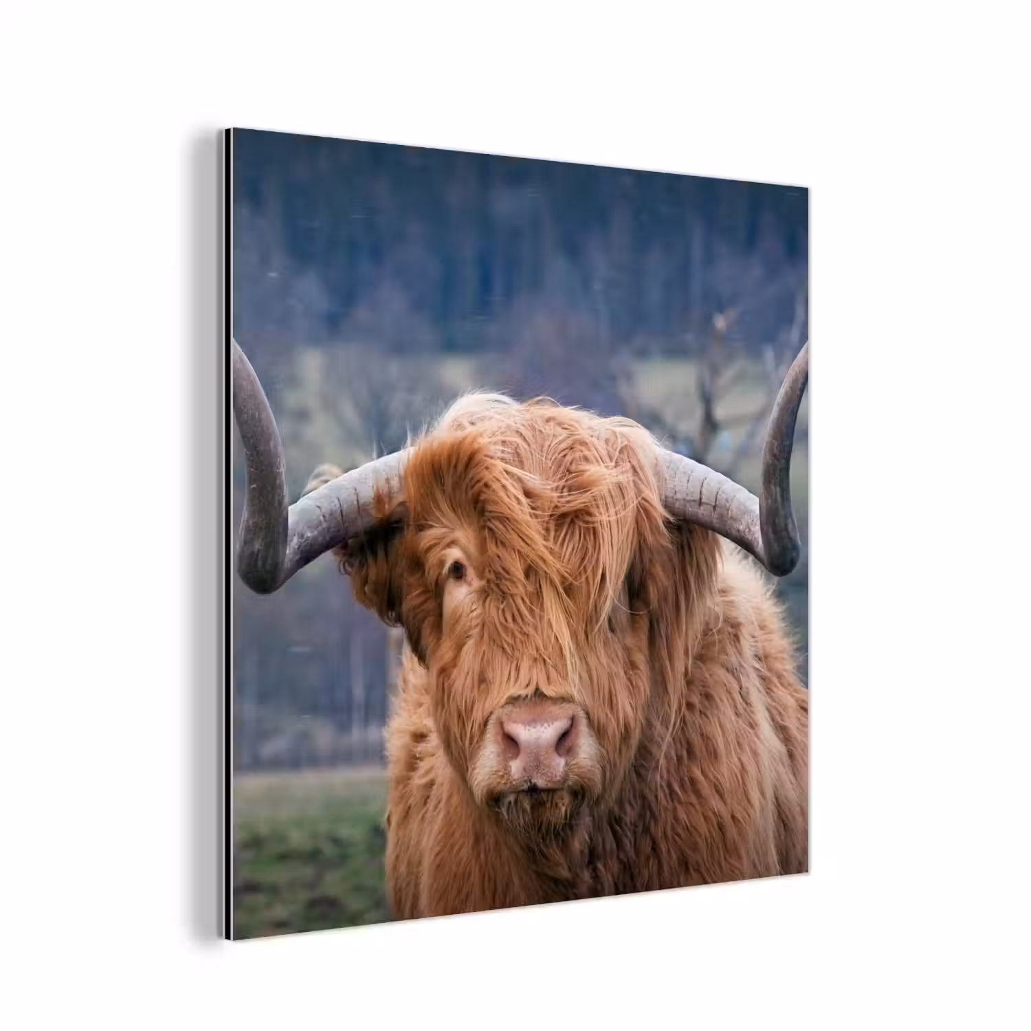 Schotse Hooglander - Koeienkop - Landschap - Natuur - Koe aluminium wit klein -3d