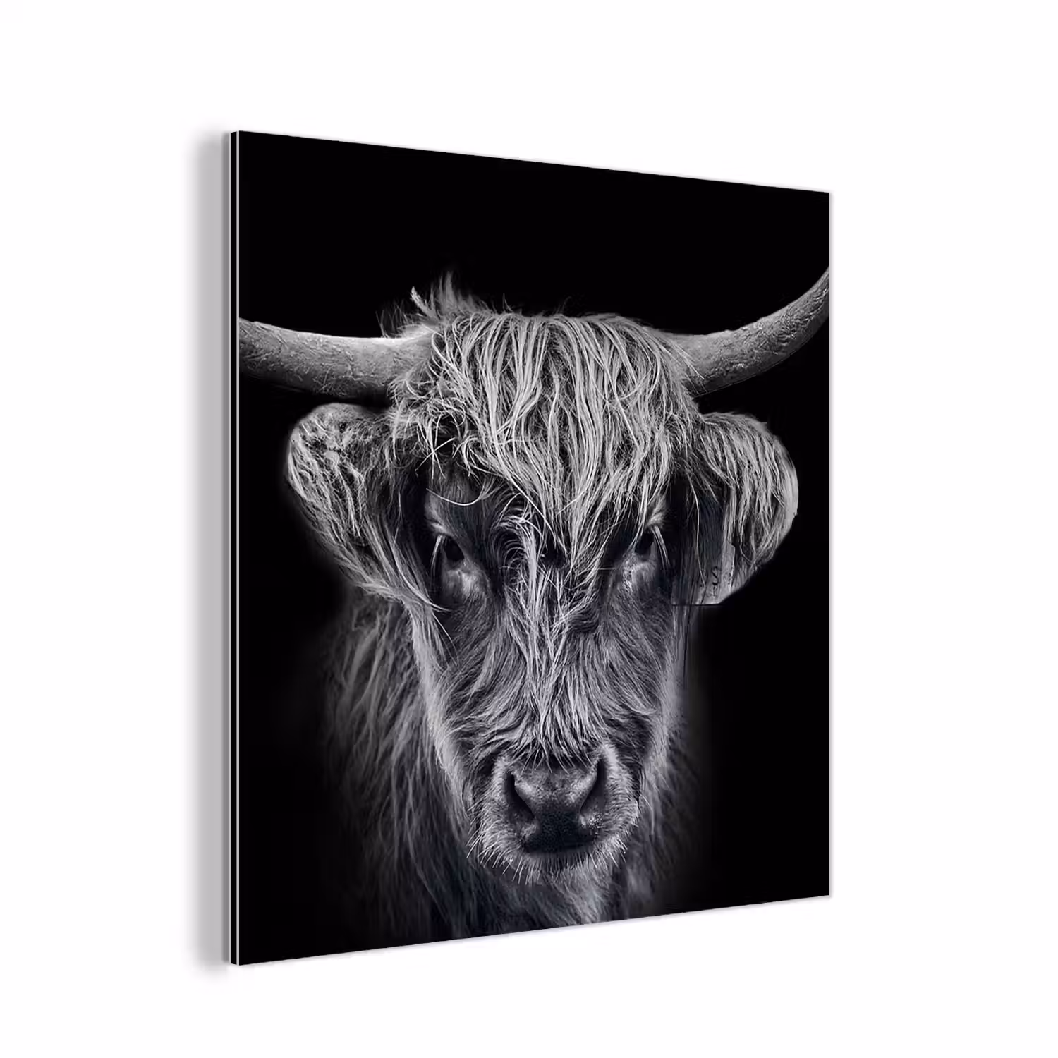 Schotse hooglander - Zwart - Koe - Dieren aluminium wit klein -3d