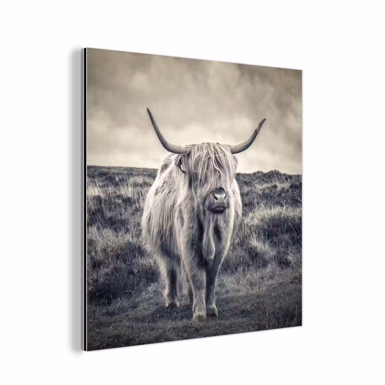 Schotse hooglander - Dieren - Wolken - Koe - Natuur aluminium wit klein -3d