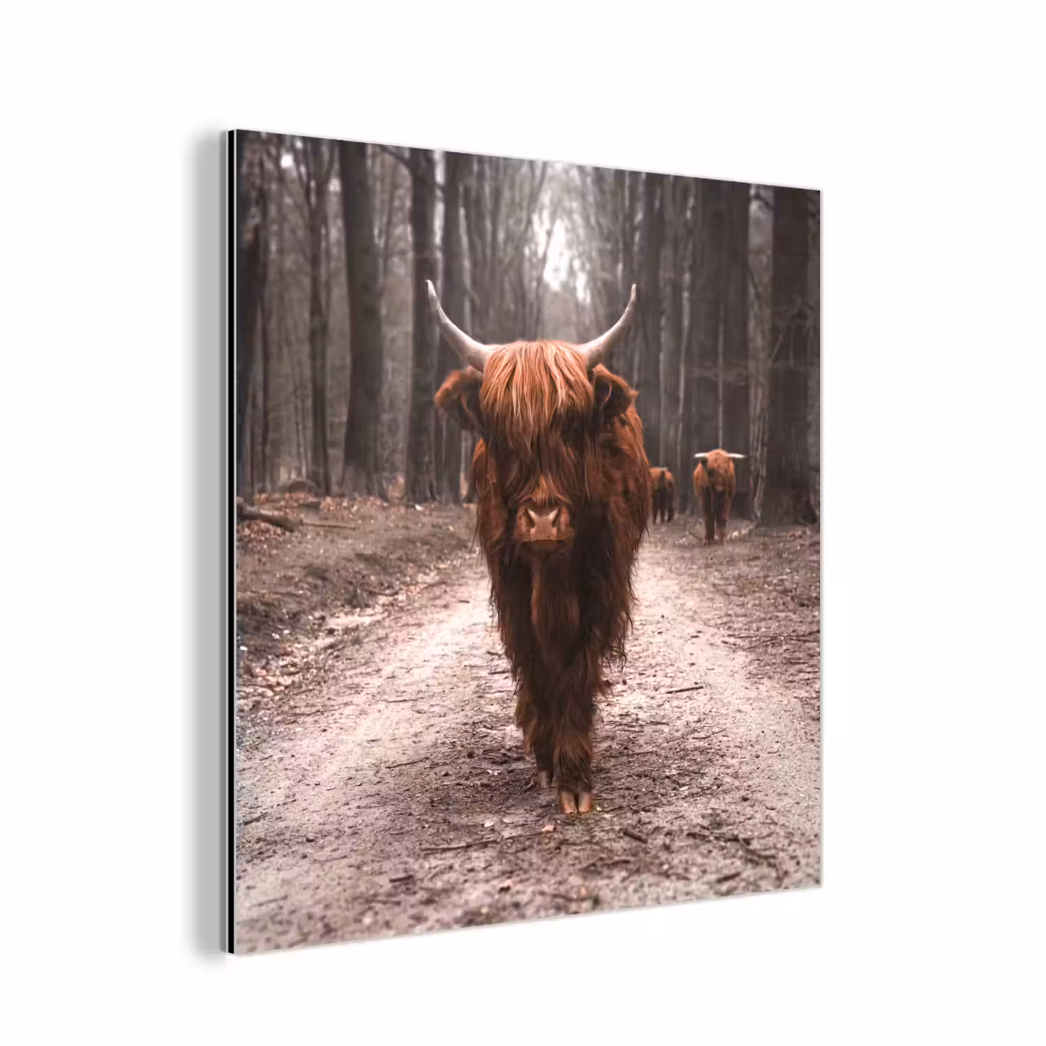 Schotse hooglander - Bos - Koe - Dieren - Natuur aluminium wit klein -3d