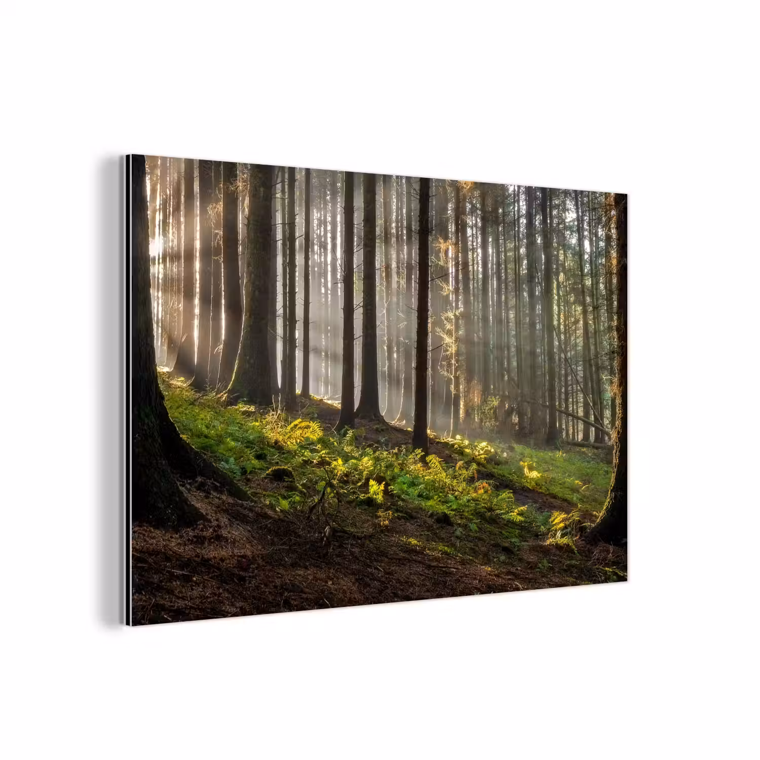 Zon - Takken - Bomen - Bos - Natuur aluminium wit klein -3d