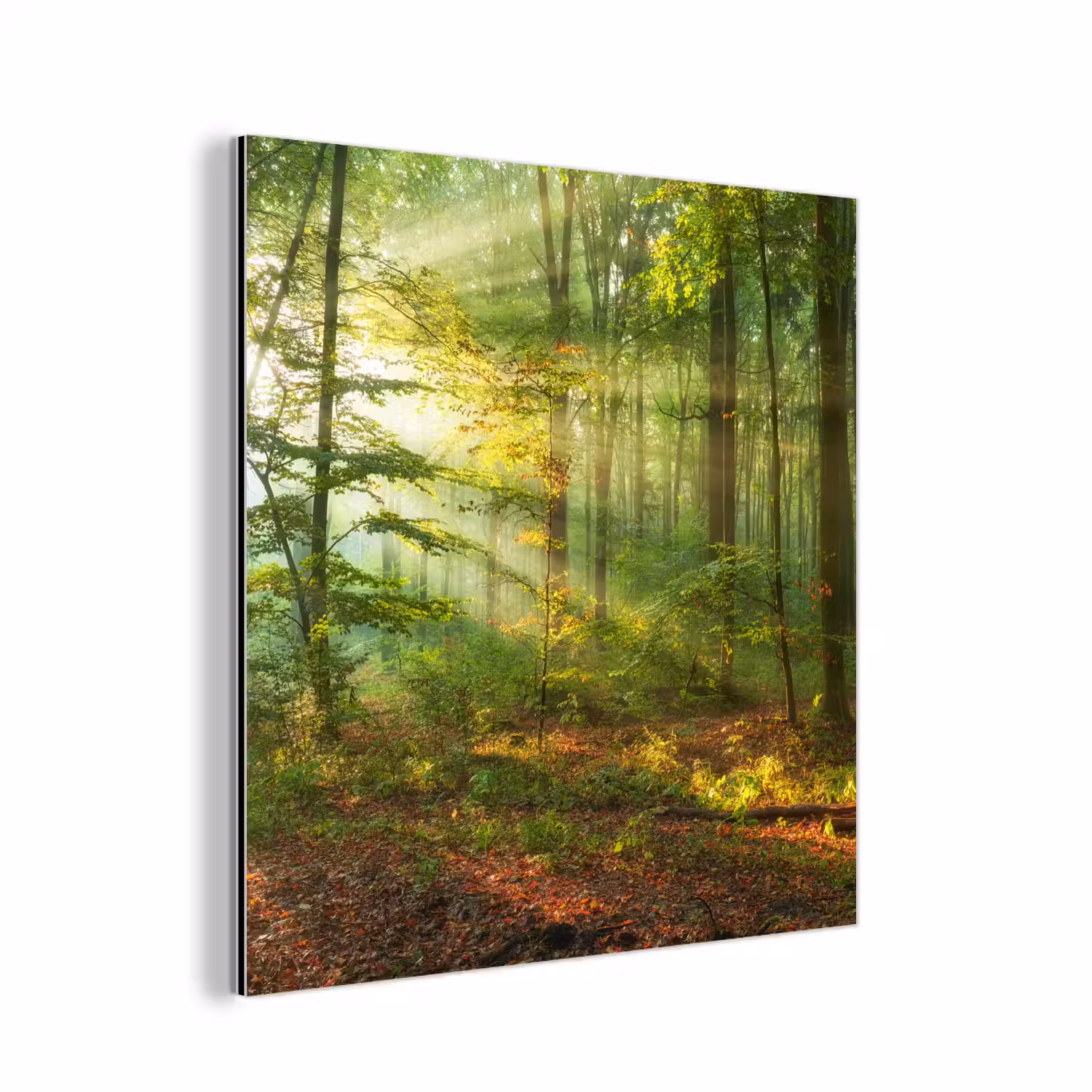 Zon - Bos - Bomen - Natuur - Herfst aluminium wit klein -3d