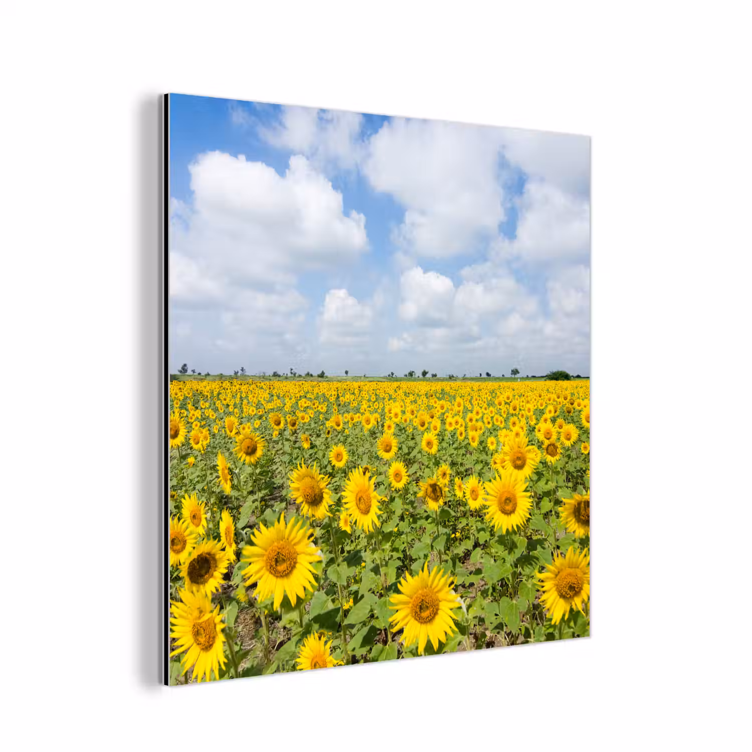 Zonnebloemen - Bloemen - Wolken - Natuur - Geel - Landschap aluminium wit klein -3d