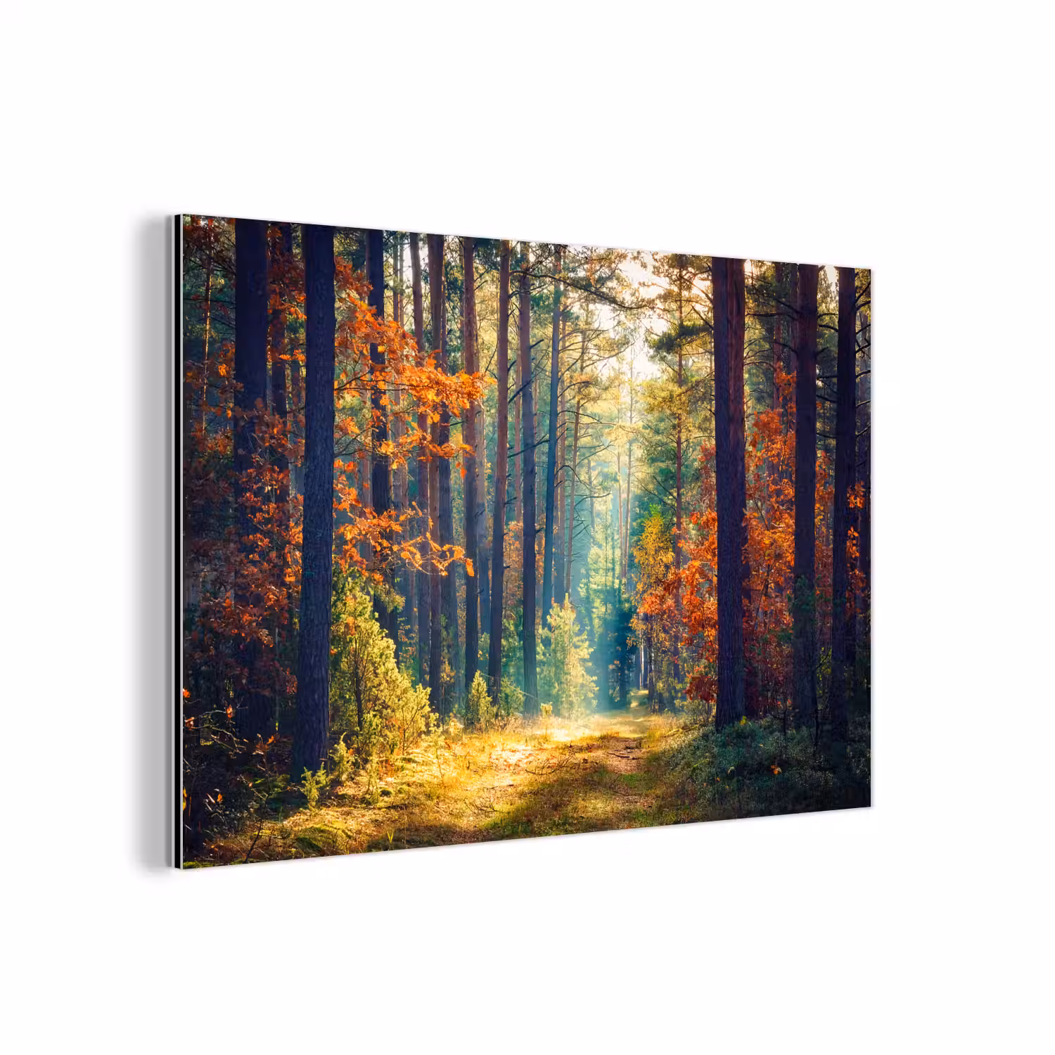 Wald - Sonne - Natur - Herbst aluminium wit klein -3d