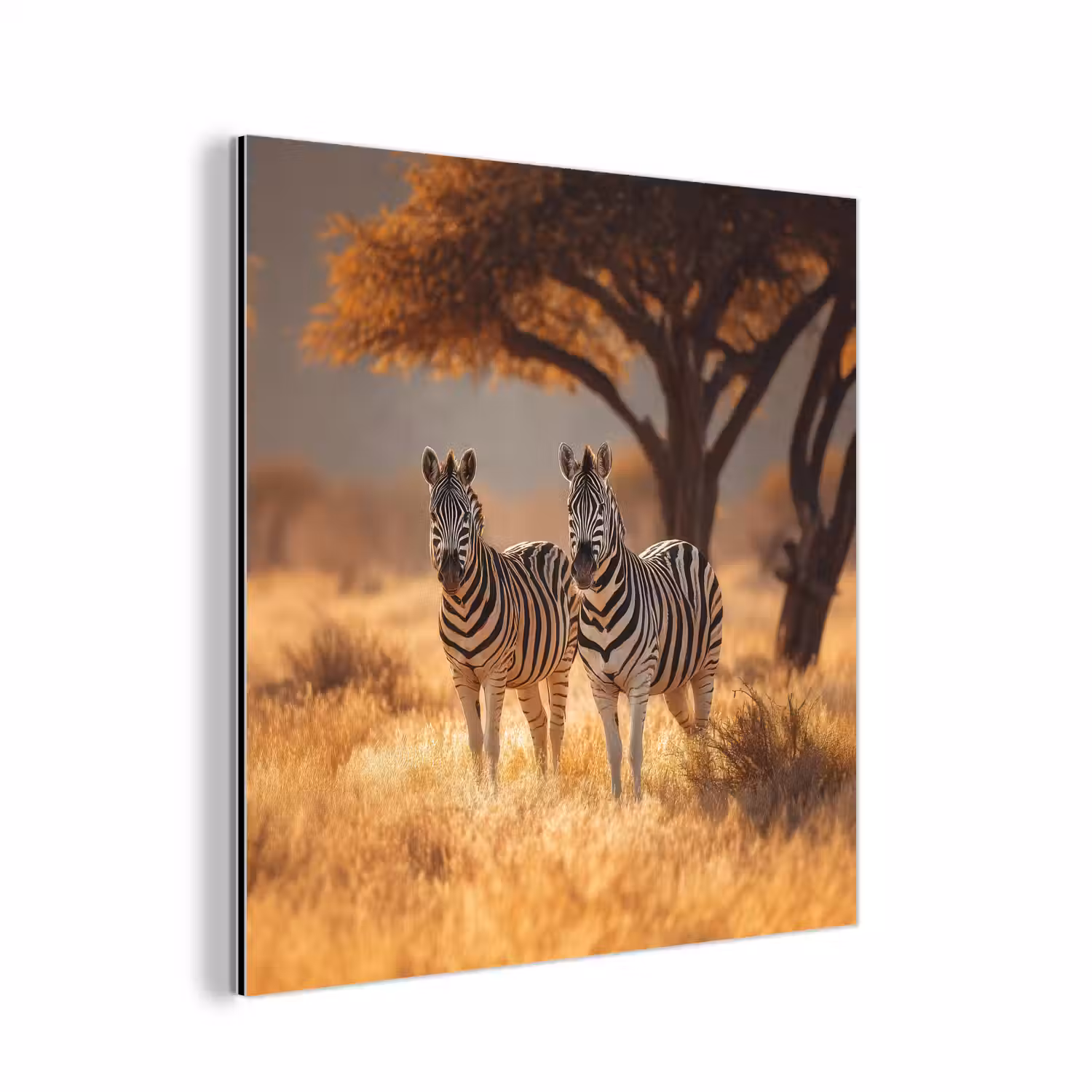 Zebra's - Savannelandschap - Gras aluminium wit klein -3d