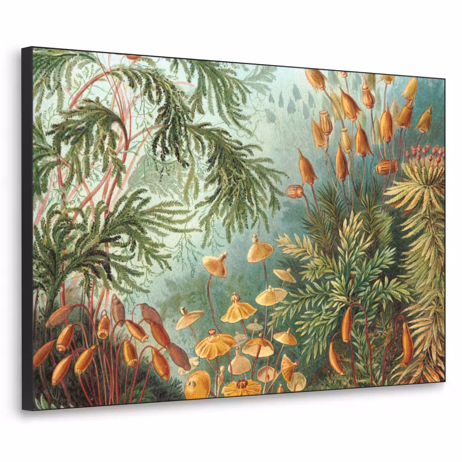 Oude meesters - Kunst - Muscinae - Haeckel Textielframe zwart klein -3d