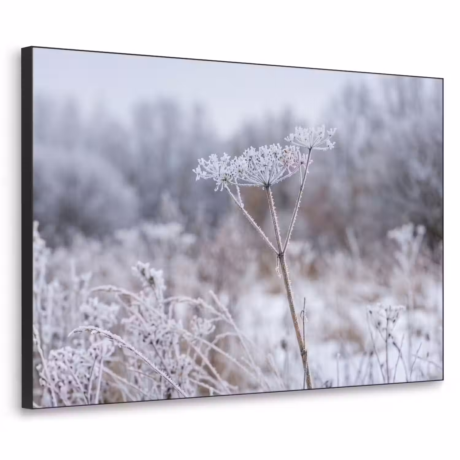 Schermbloem - Rijp - Kristallen - Winter - Delicaat Textielframe zwart klein -3d