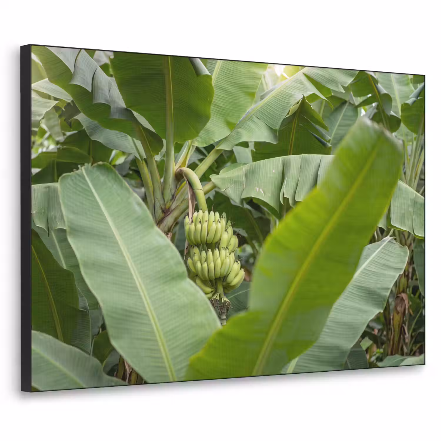 Eten - Bananen - Plantage - Groen Textielframe zwart klein -3d