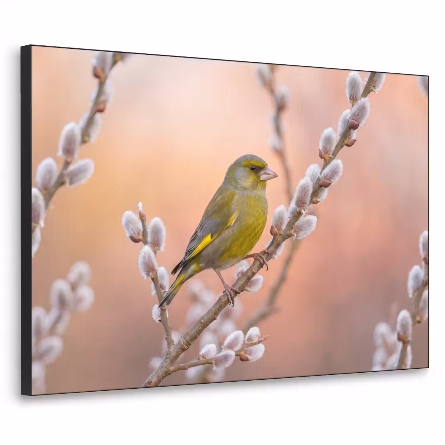 Groenling - Katjes - Lente - Natuur - Zacht Textielframe zwart klein -3d