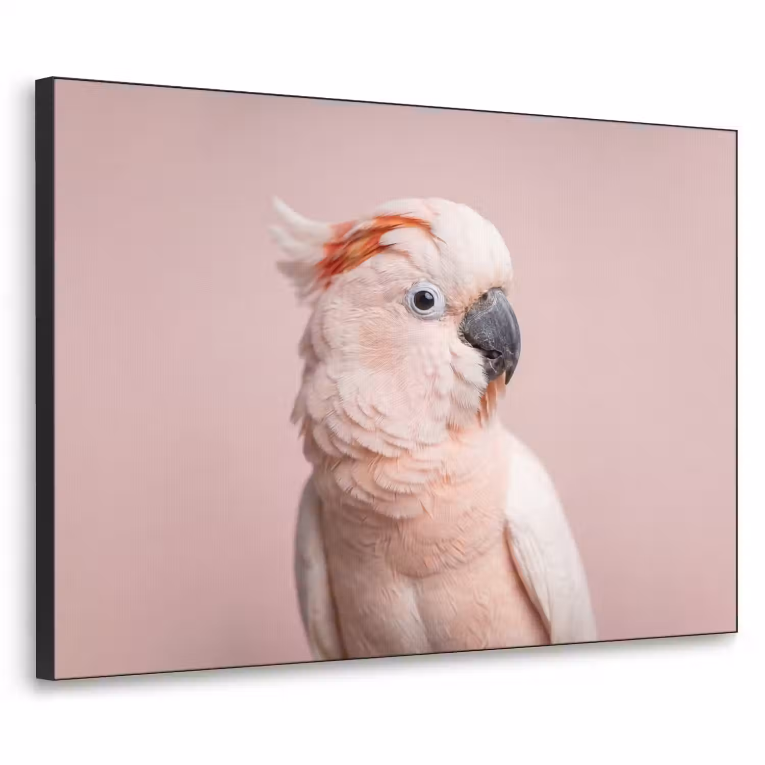 Kaketoe - Portret - Roze Textielframe zwart klein -3d