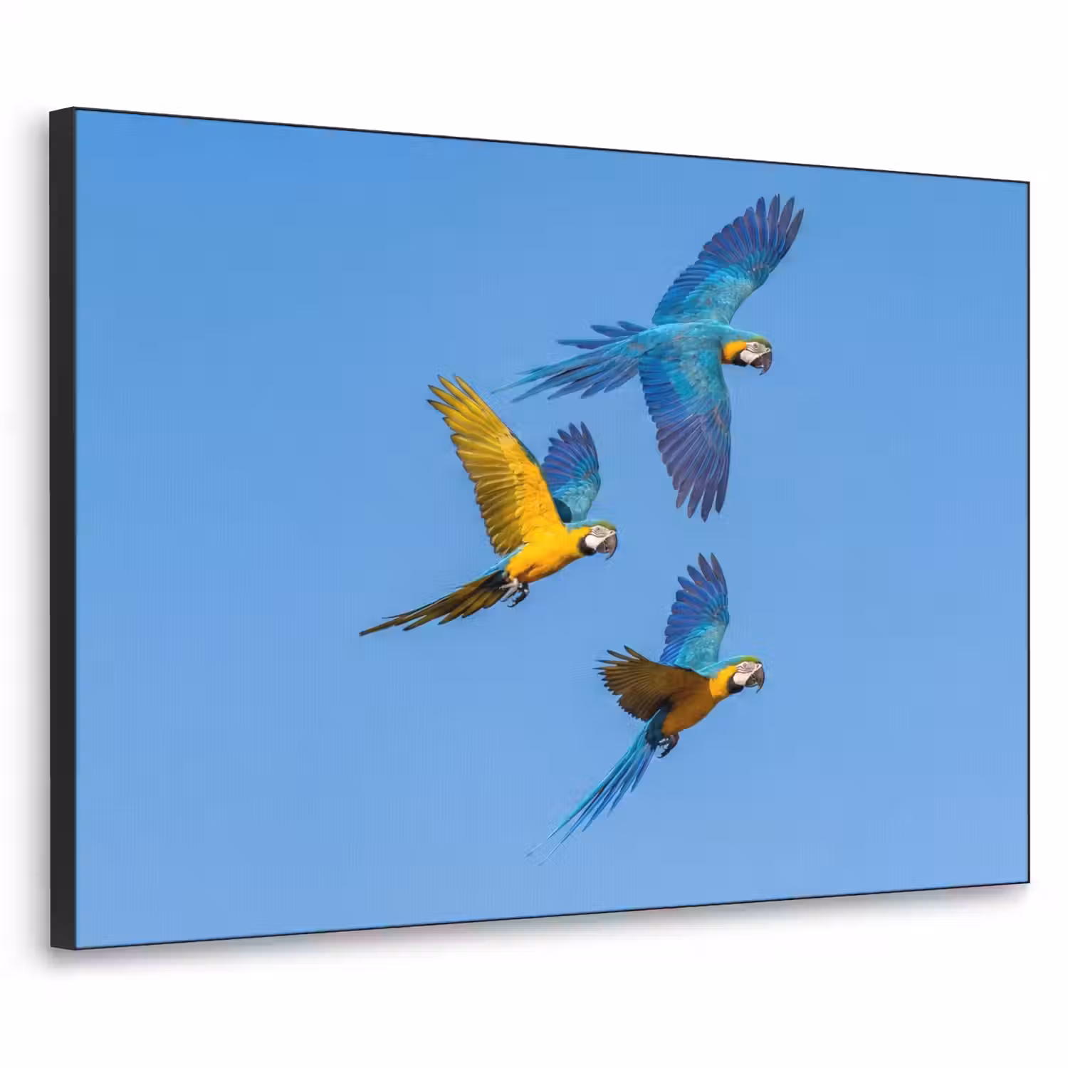 Papagaai - Vliegen - Blauw - Geel Textielframe zwart klein -3d