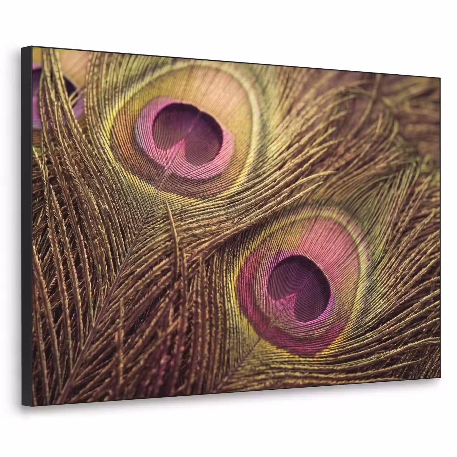 Pauw - Veren - Paars - Groen Textielframe zwart klein -3d