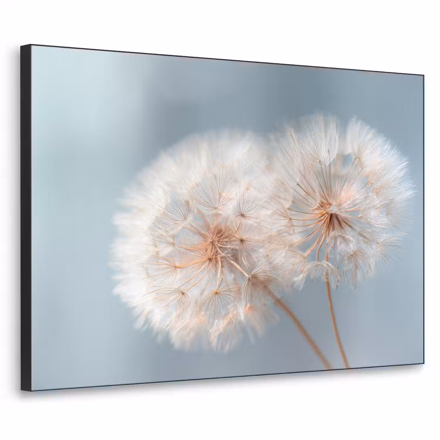 Paardenbloemen - Pluisjes - Wit Textielframe - compleet frame klein -3d