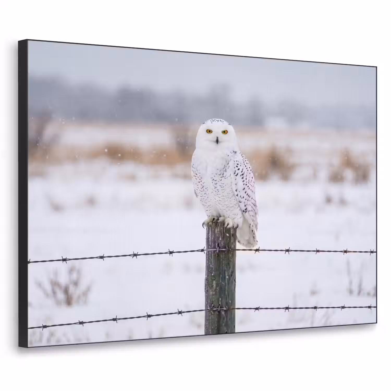 Sneeuwuil - Hek - Sneeuw - Wit Textielframe zwart klein -3d
