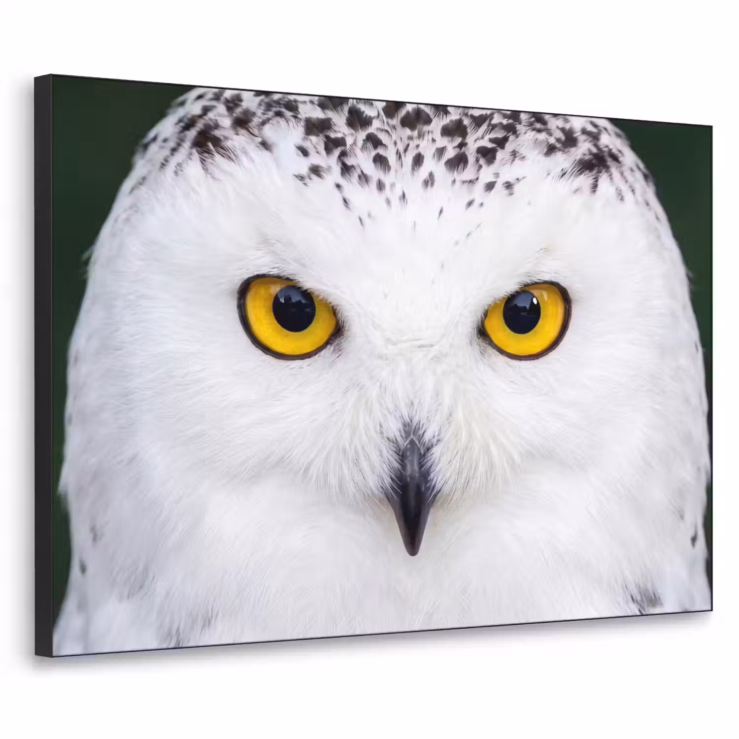 Sneeuwuil - Portret - Geel Textielframe zwart klein -3d