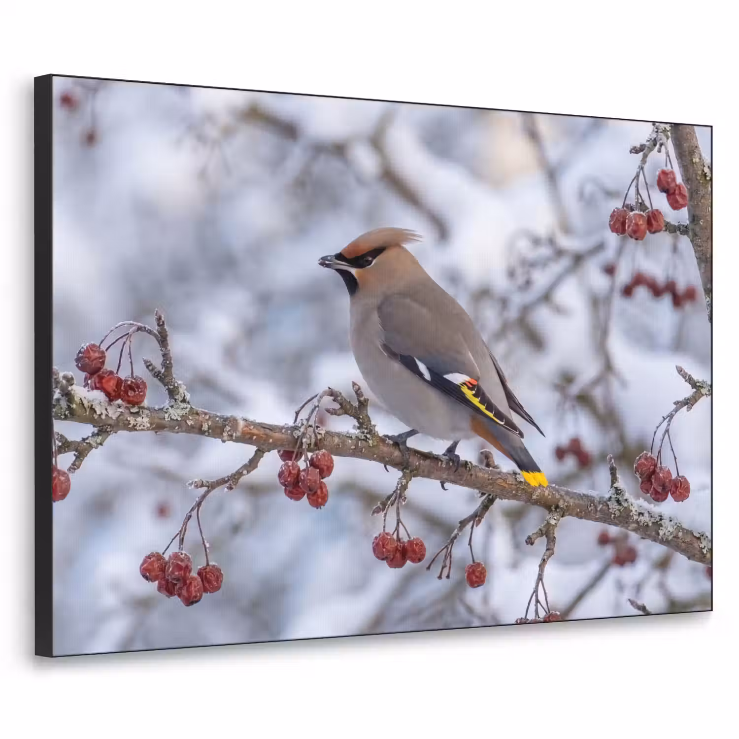 Pestvogel - Bessen - Winter - Natuur Textielframe zwart klein -3d