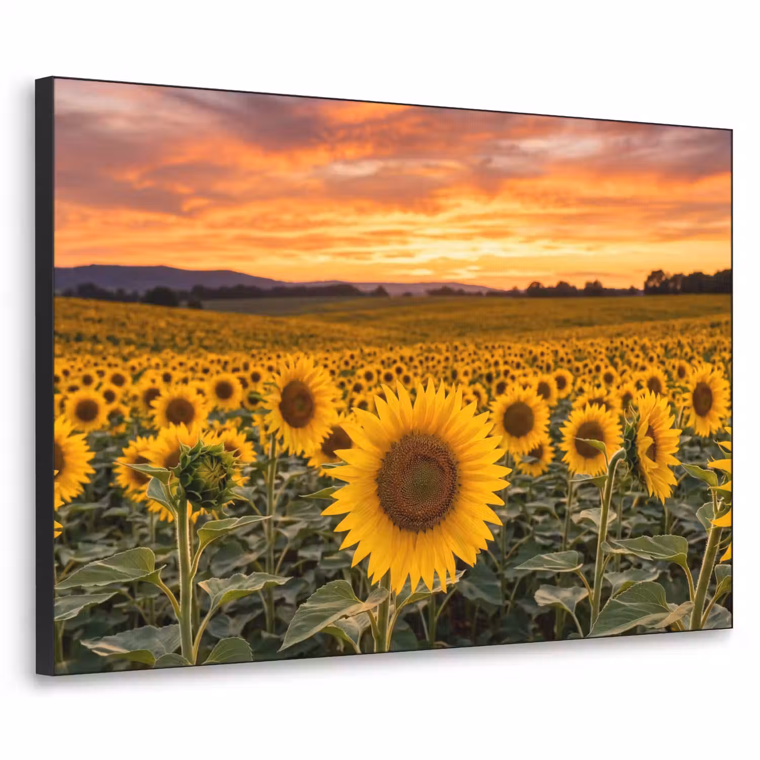Zonnebloemen - Heuvellandschap - Geel Textielframe zwart klein -3d