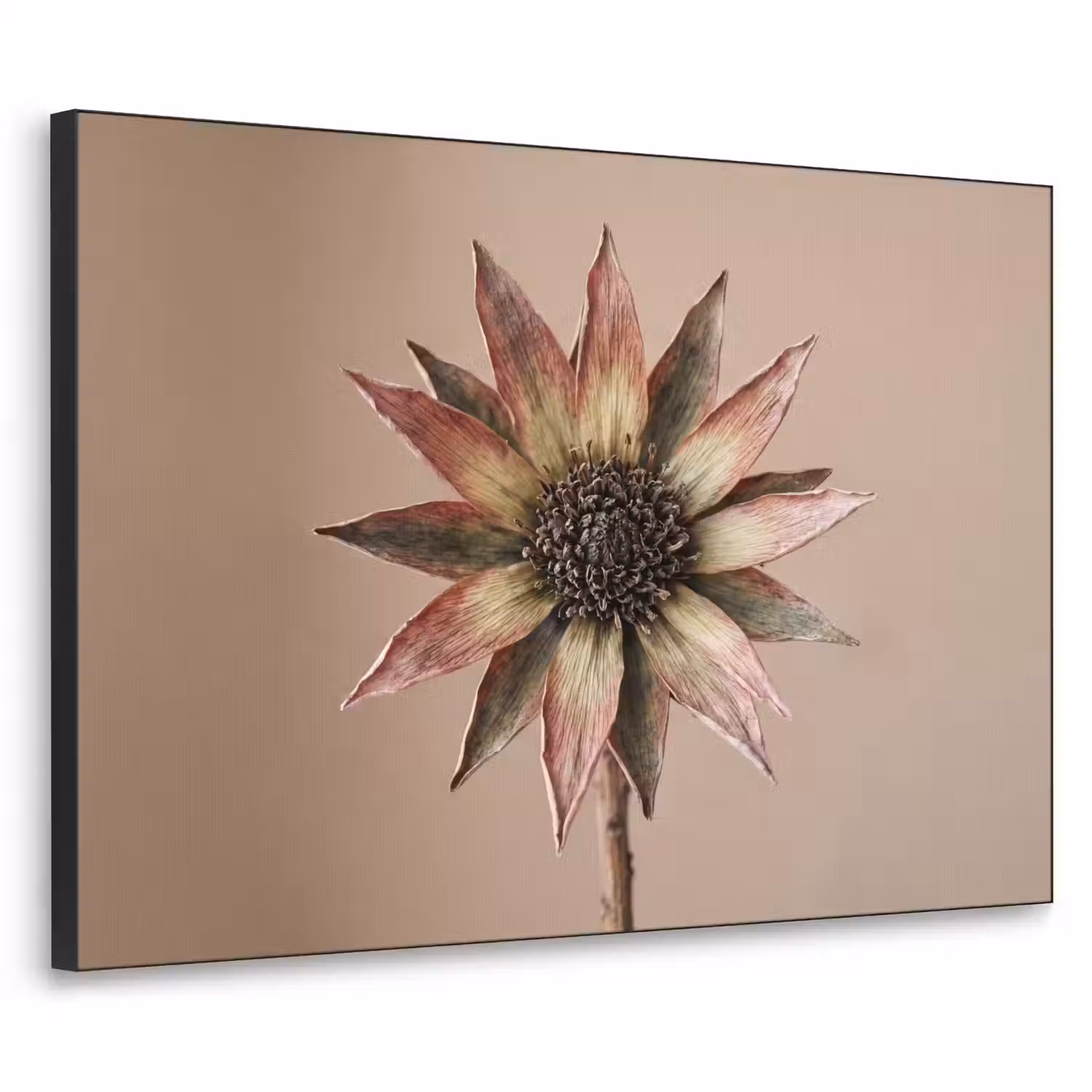 Droogbloem - Protea - Vintage - Beige - Rustiek Textielframe zwart klein -3d