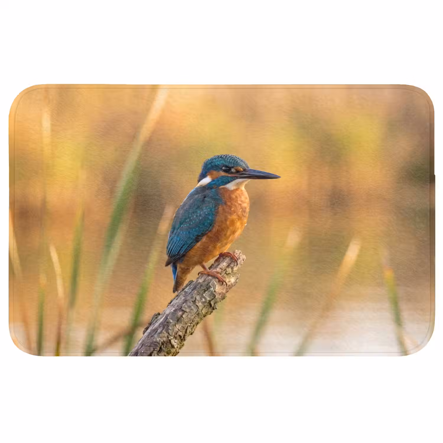 IJsvogel - Tak - Water - Kleurrijk - Levendig Badmat middel -3d