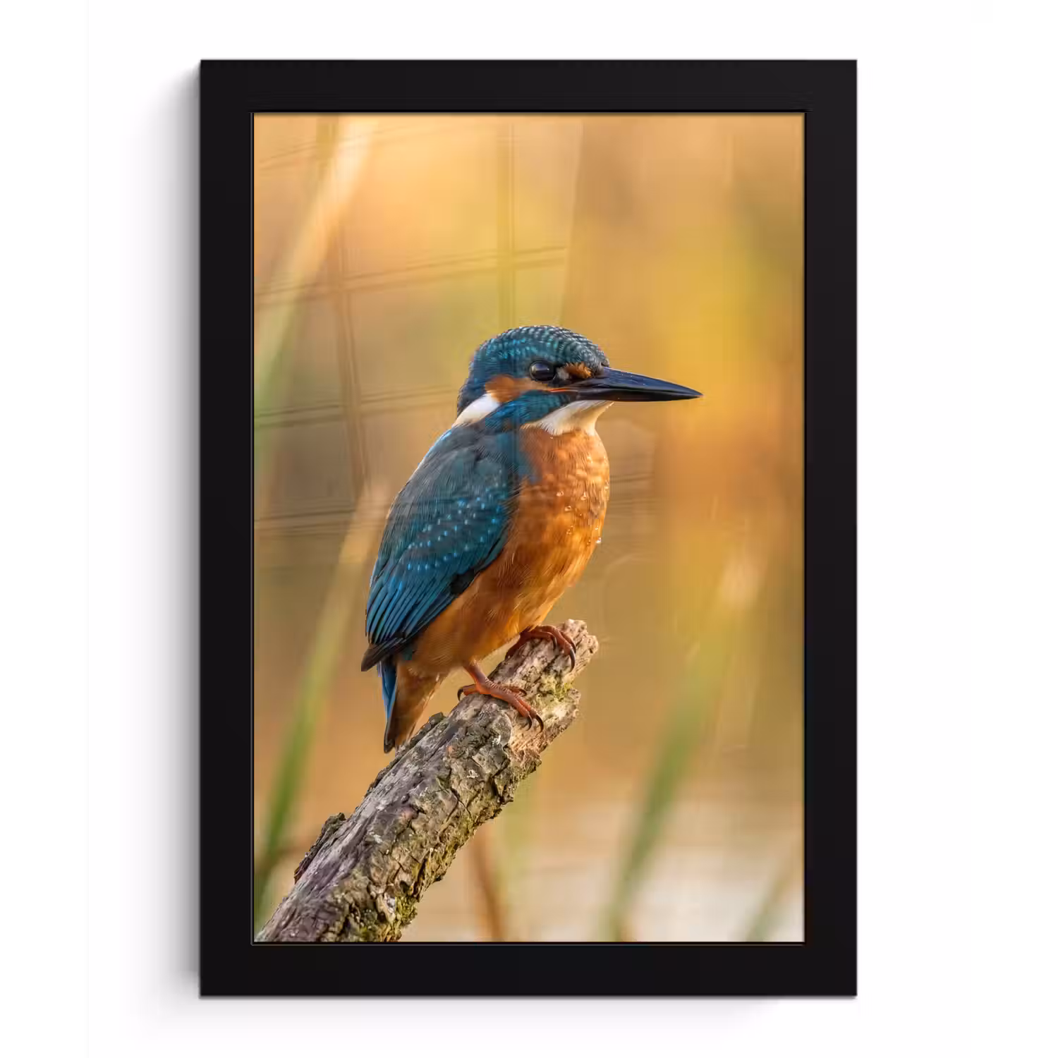 IJsvogel - Tak - Water - Kleurrijk - Levendig fotolijst zwart zonder passe partout klein -3d