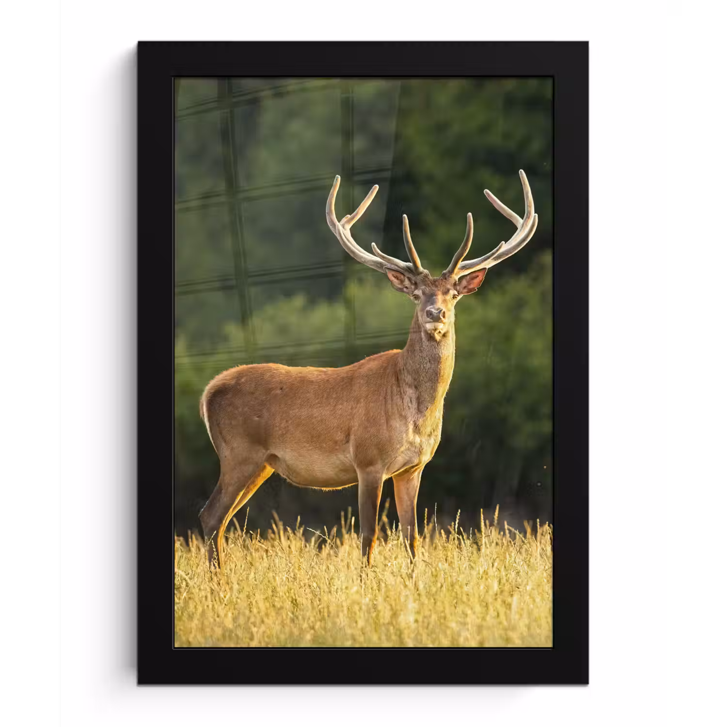 Hert - Gewei - Gras - Natuur - Dieren - Groen fotolijst zwart zonder passe partout klein -3d