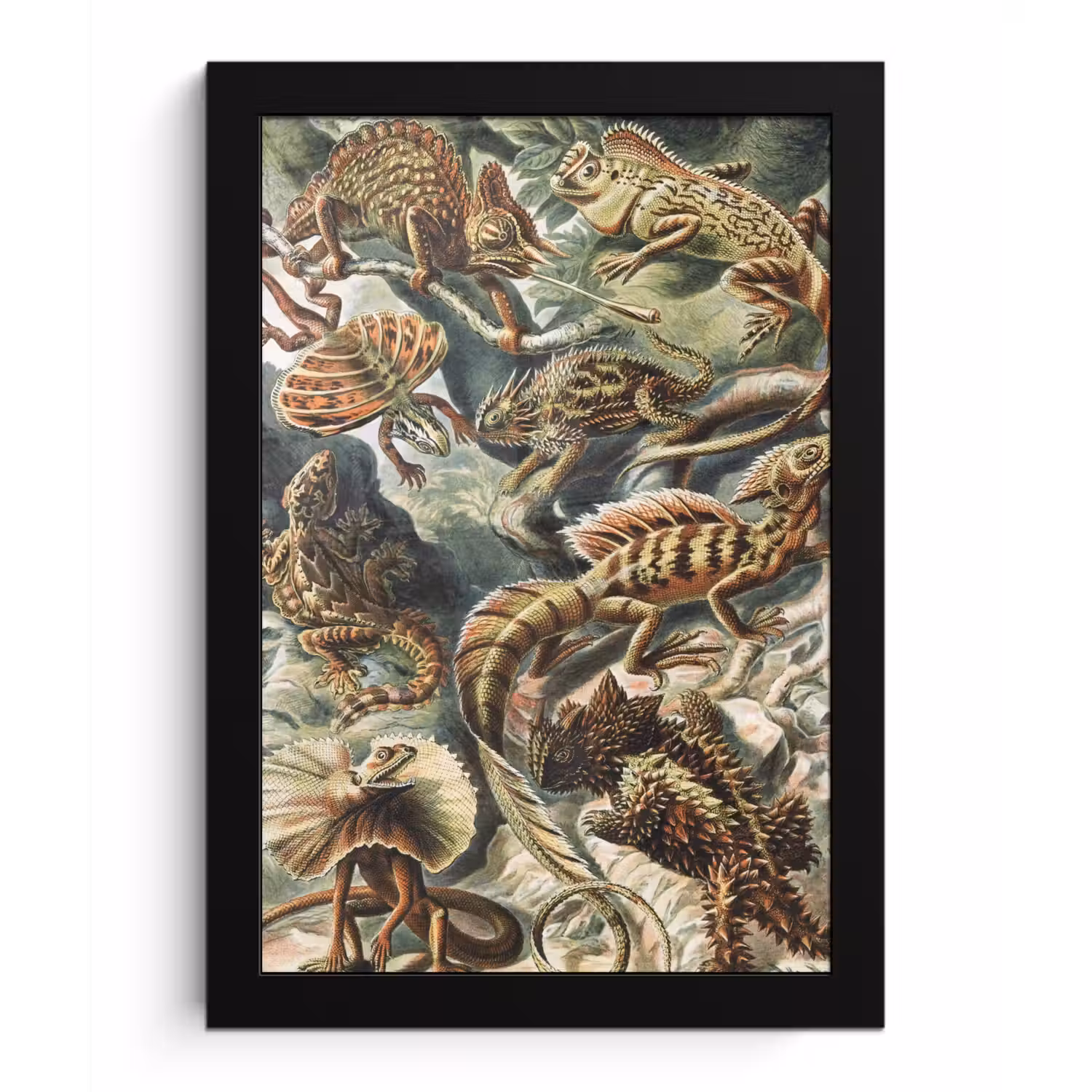 Vintage - Kunst - Ernst Haeckel - Salamanders - Dieren fotolijst zwart zonder passe partout klein -3d