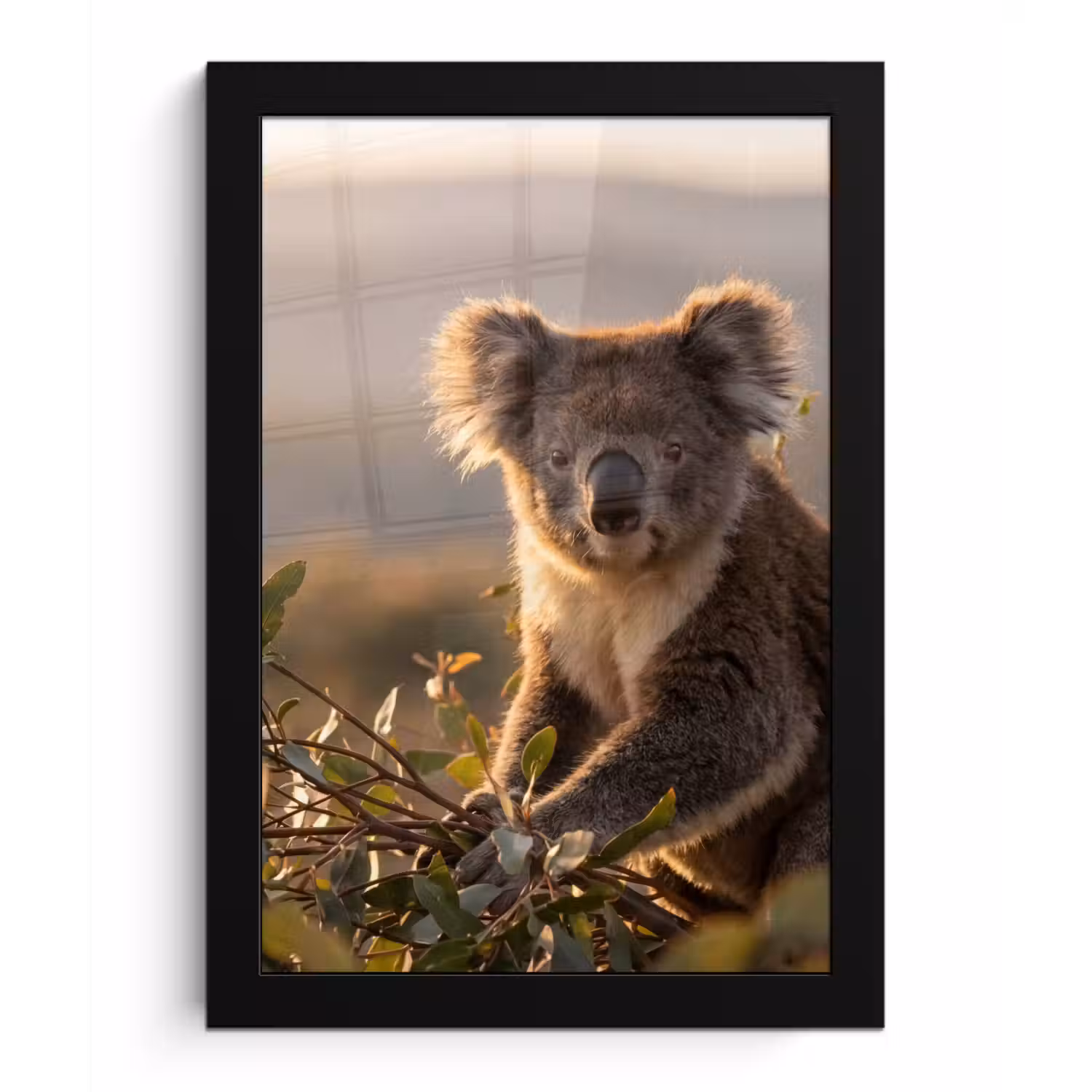 Koala - Bladeren - Ochtendlicht fotolijst zwart zonder passe partout klein -3d
